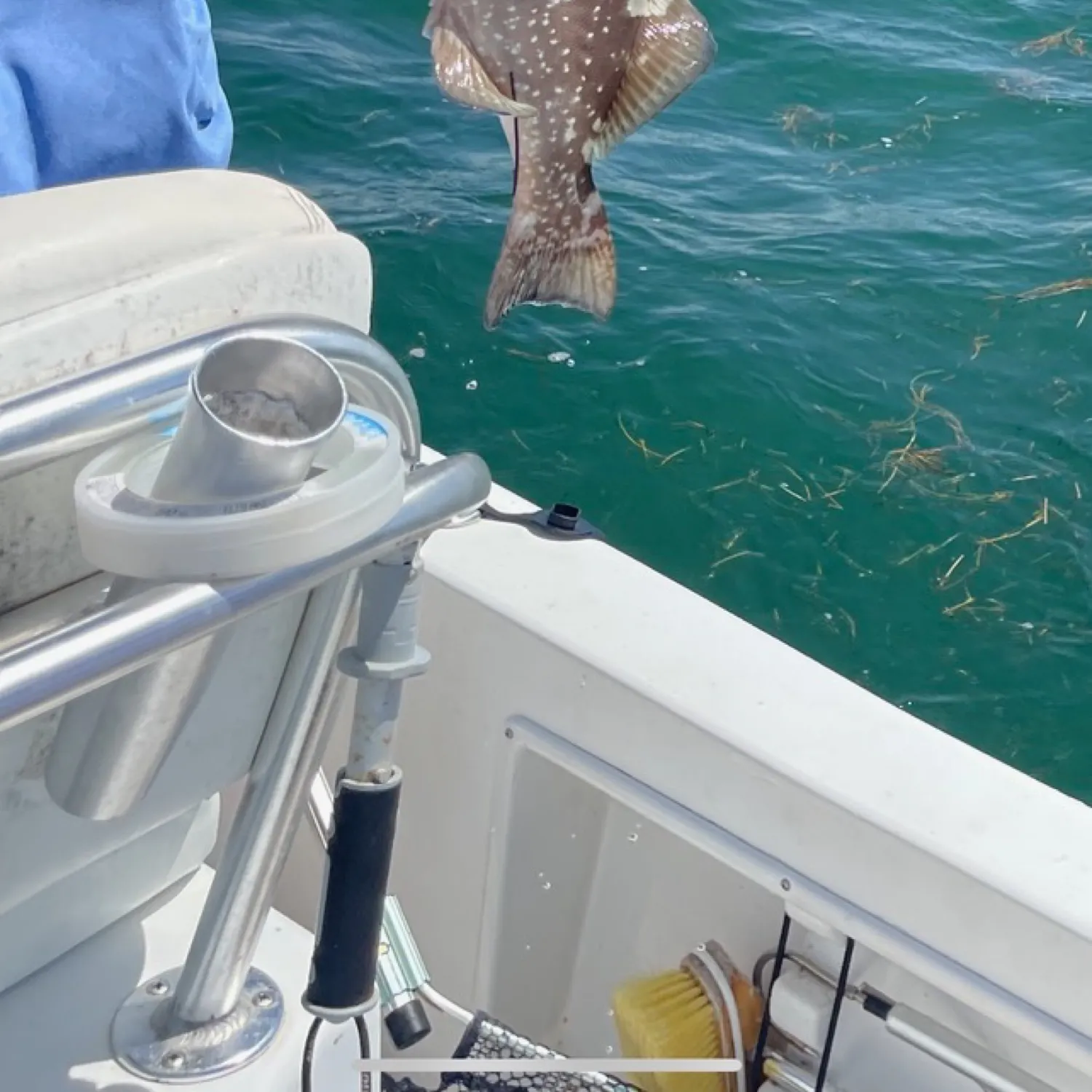 The most recent Broomtail grouper catches on Fishbrain