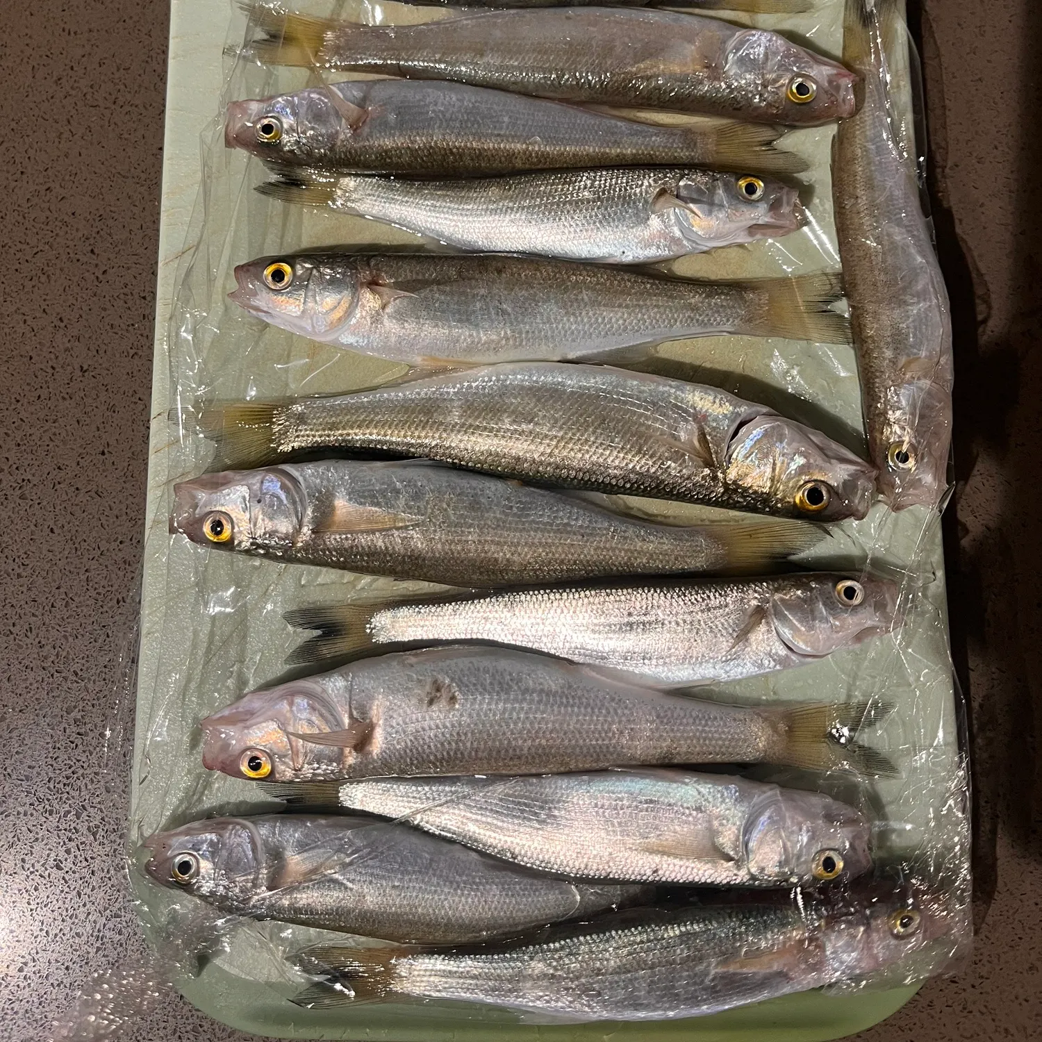 recently logged catches