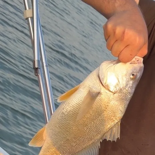 Freshwater drum caught on Fishbrain