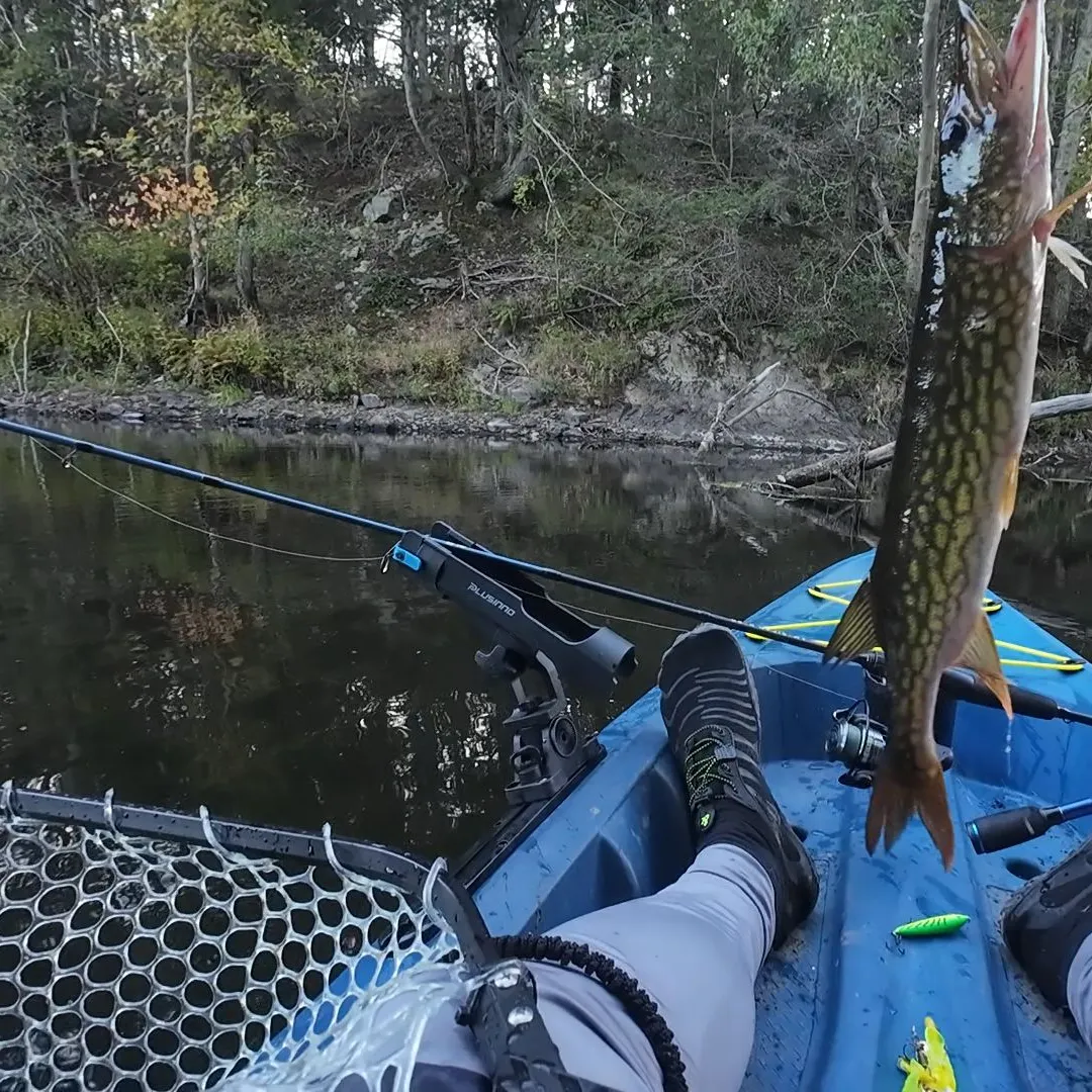 Chain pickerel caught on Fishbrain