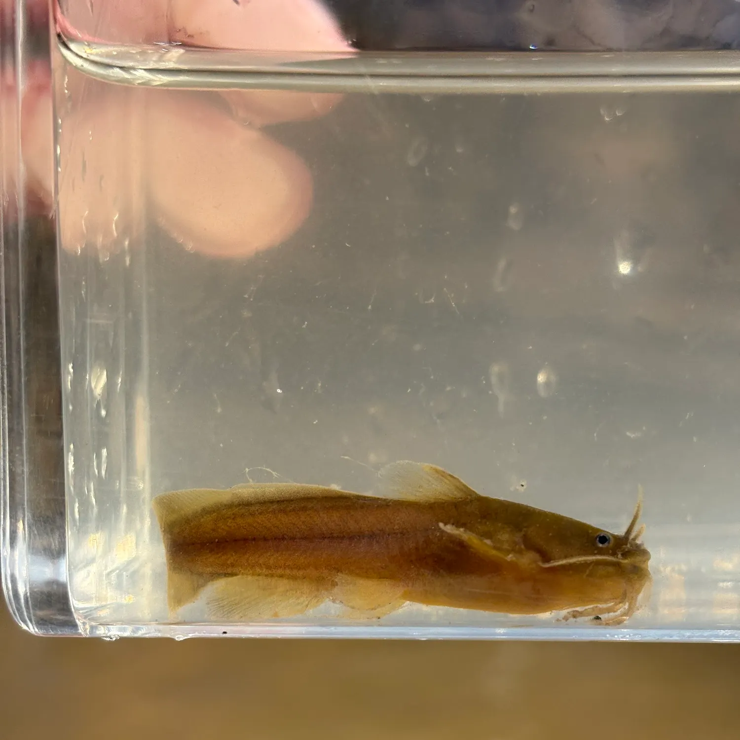 The most recent Tadpole madtom catches on Fishbrain