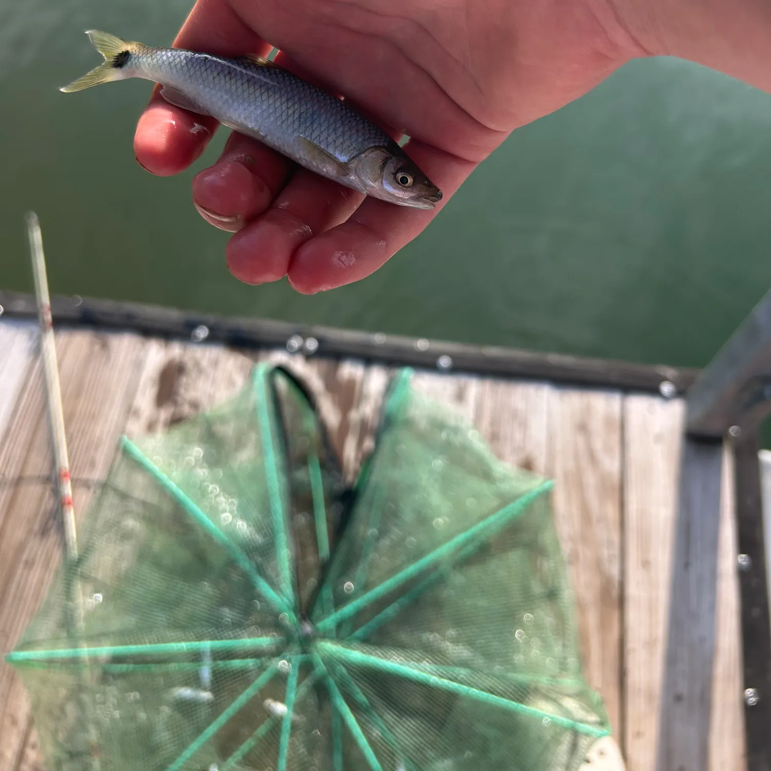The most recent Tennessee shiner catches on Fishbrain