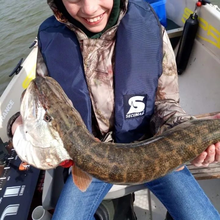 Northern pike caught on Fishbrain