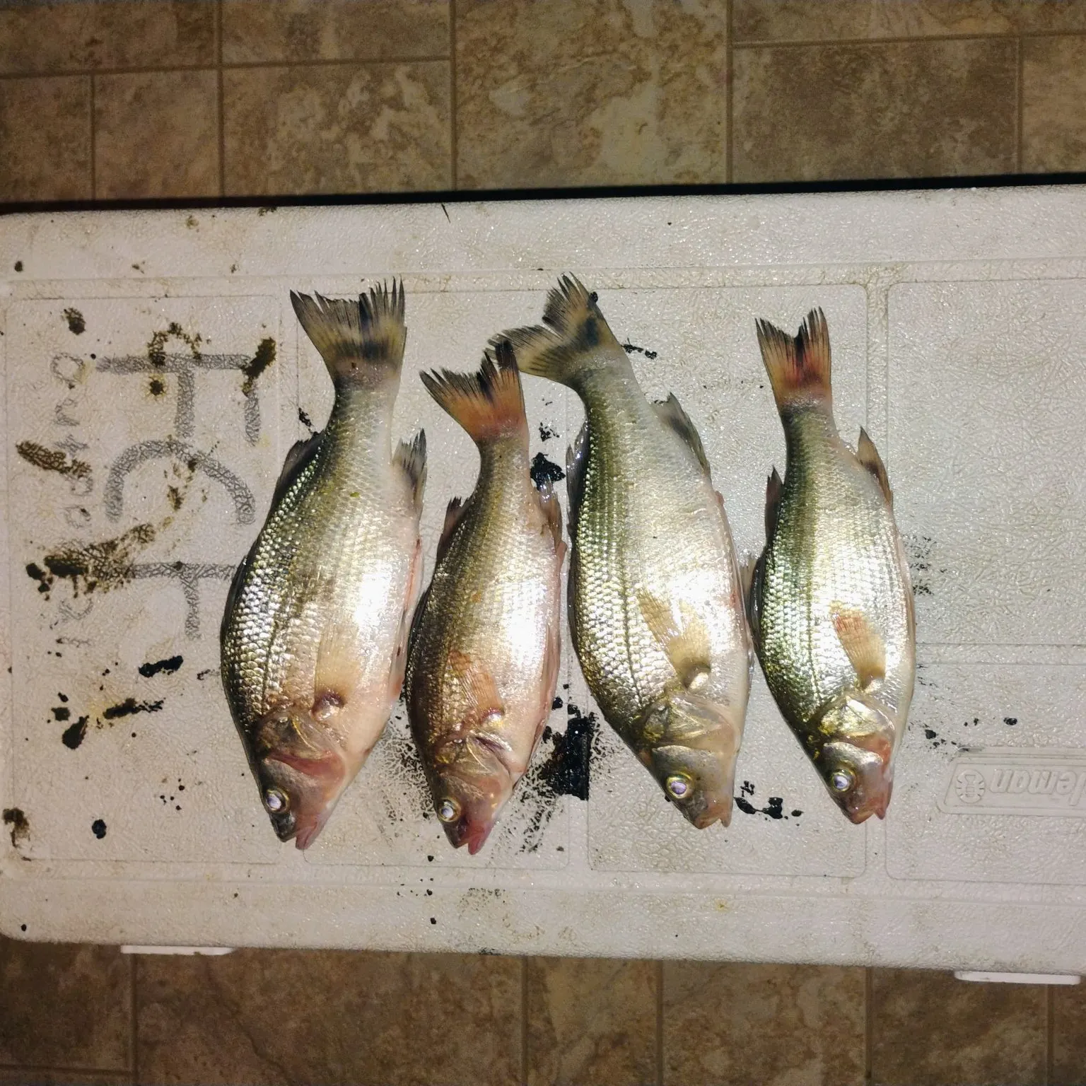 recently logged catches
