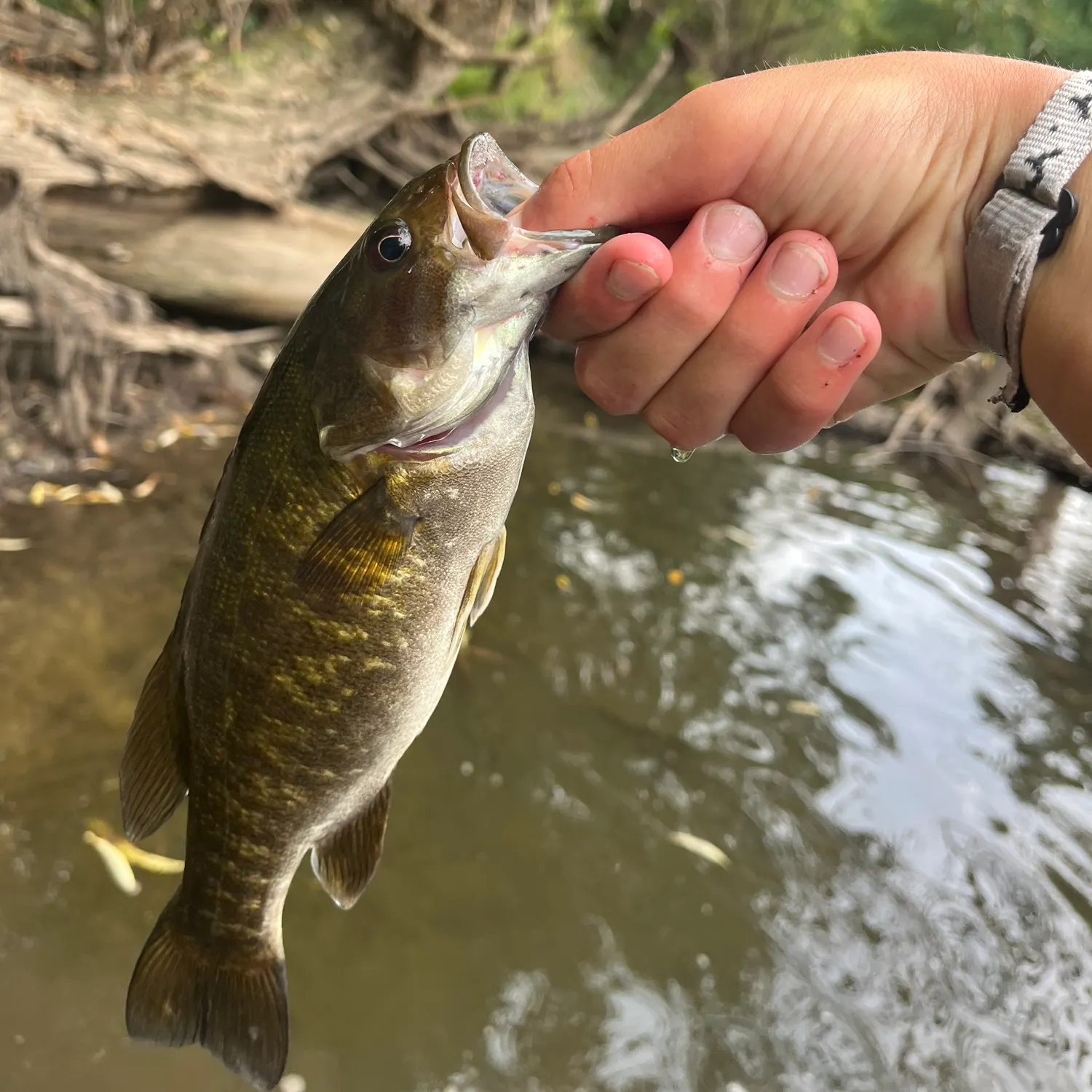 Smallmouth bass caught on Fishbrain