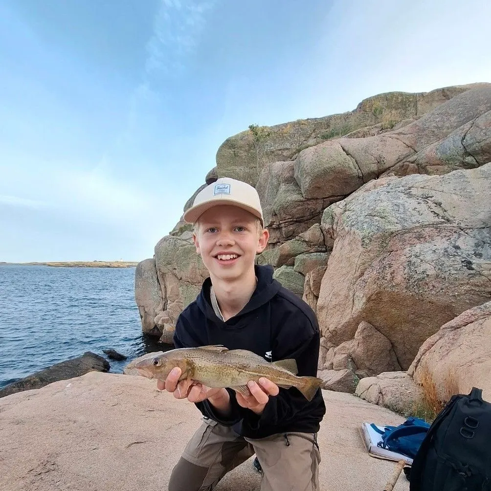 The most recent Ballan wrasse catches on Fishbrain