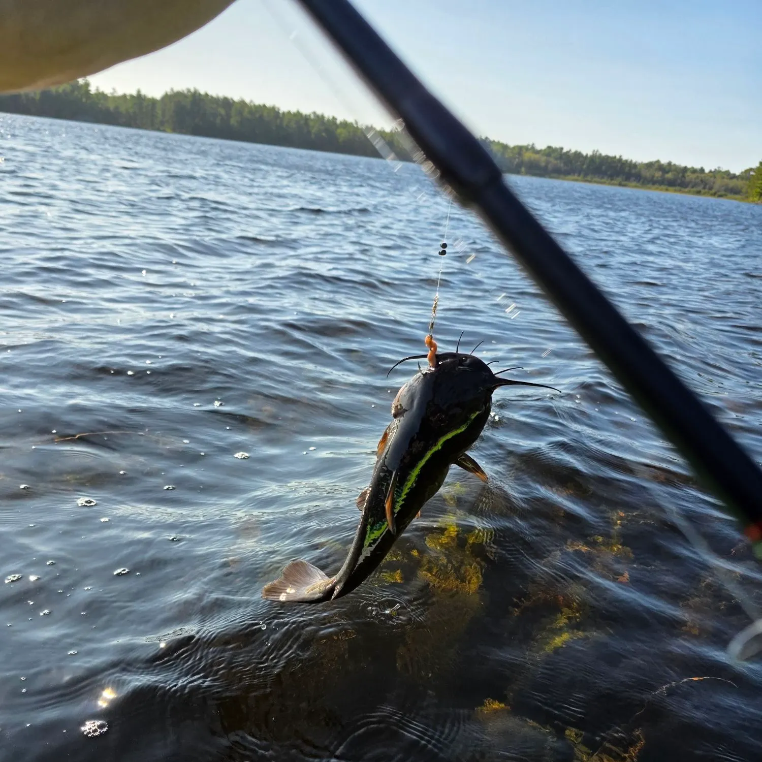 Black bullhead caught on Fishbrain