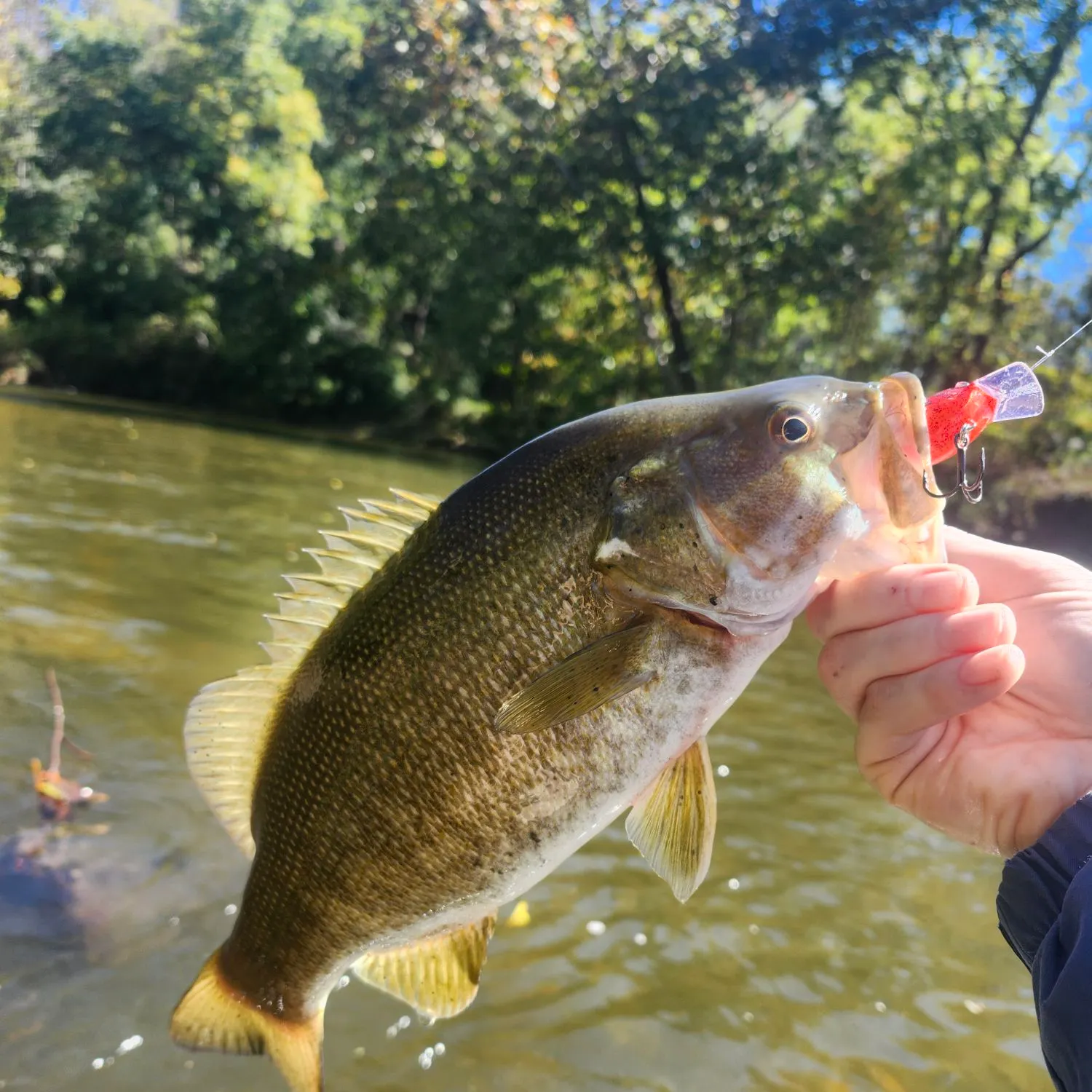 Smallmouth bass caught on Fishbrain