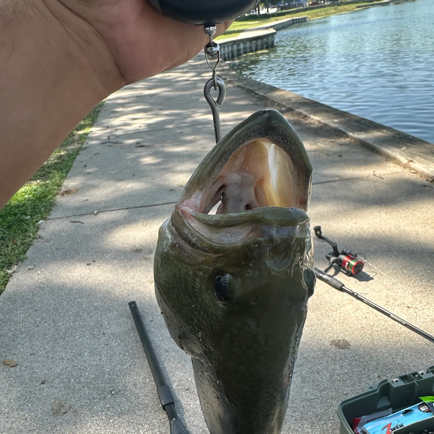 Largemouth bass caught on Fishbrain