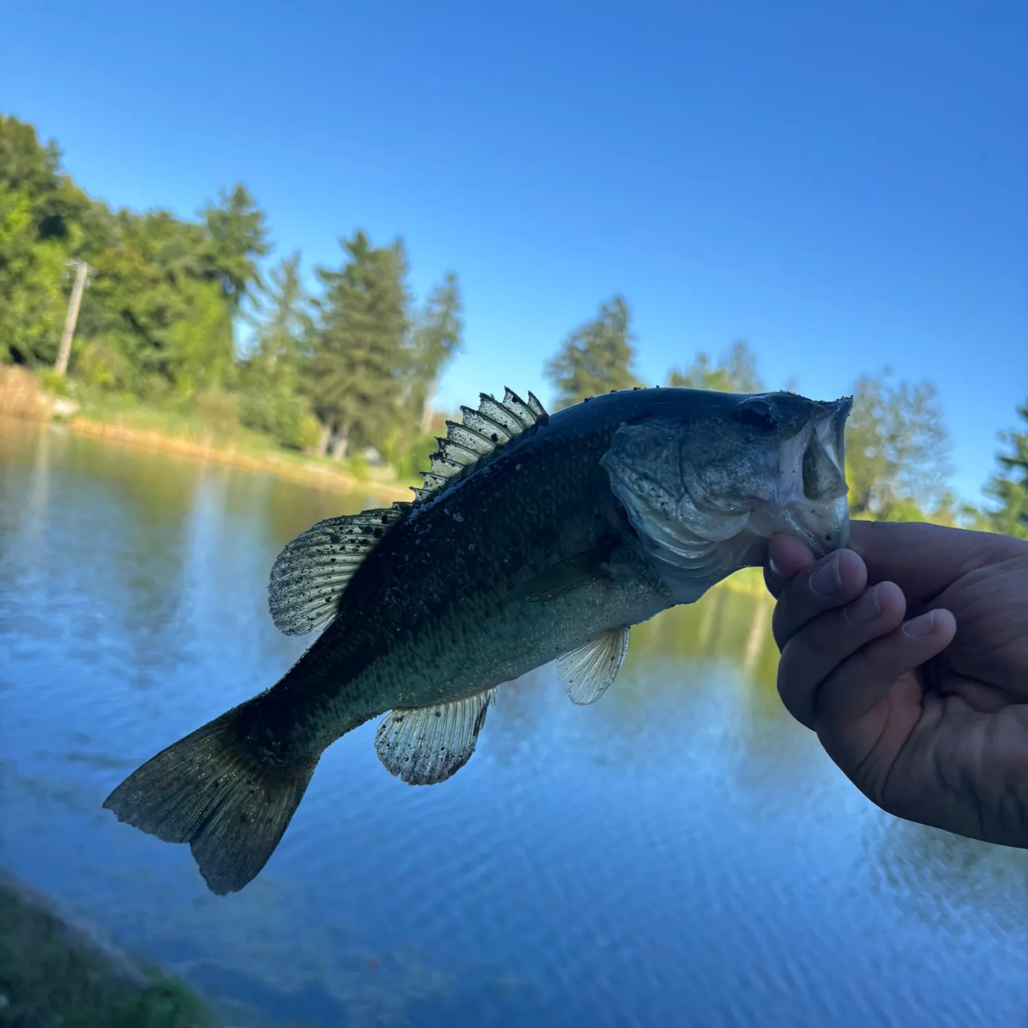 Smallmouth bass caught on Fishbrain