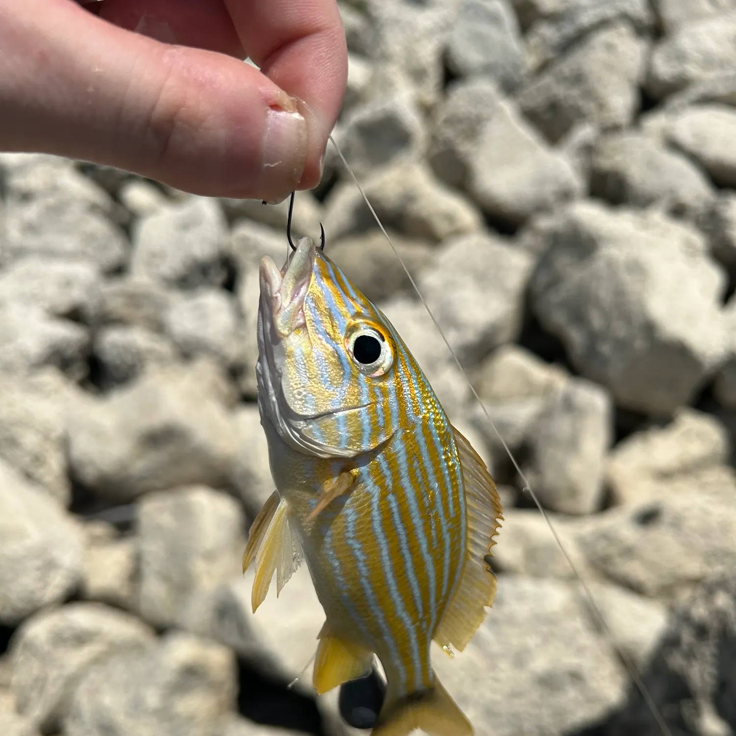 The most recent Bluestriped grunt catches on Fishbrain