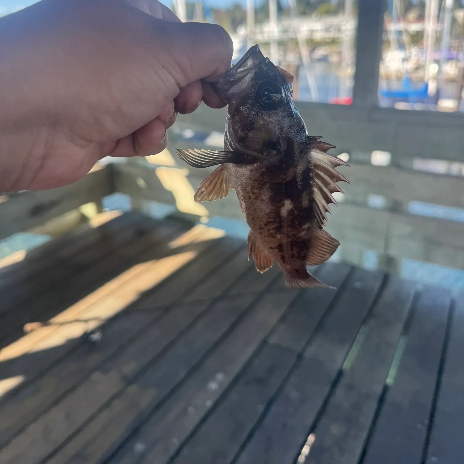 catch