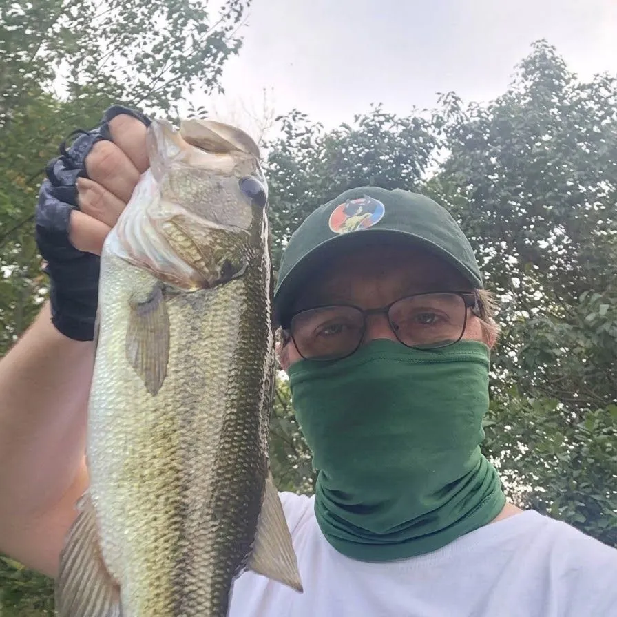 Largemouth bass caught on Fishbrain