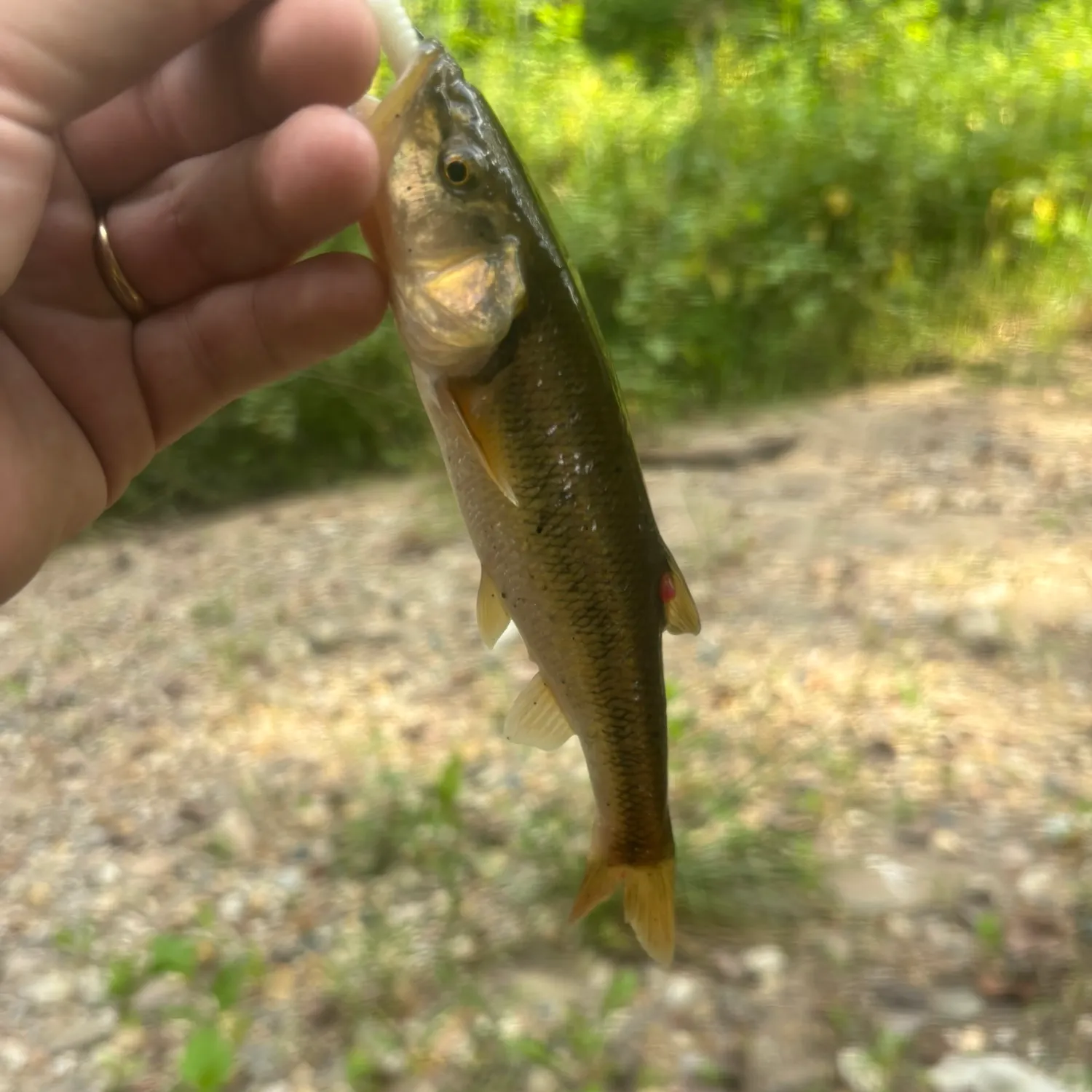 Creek chub caught on Fishbrain