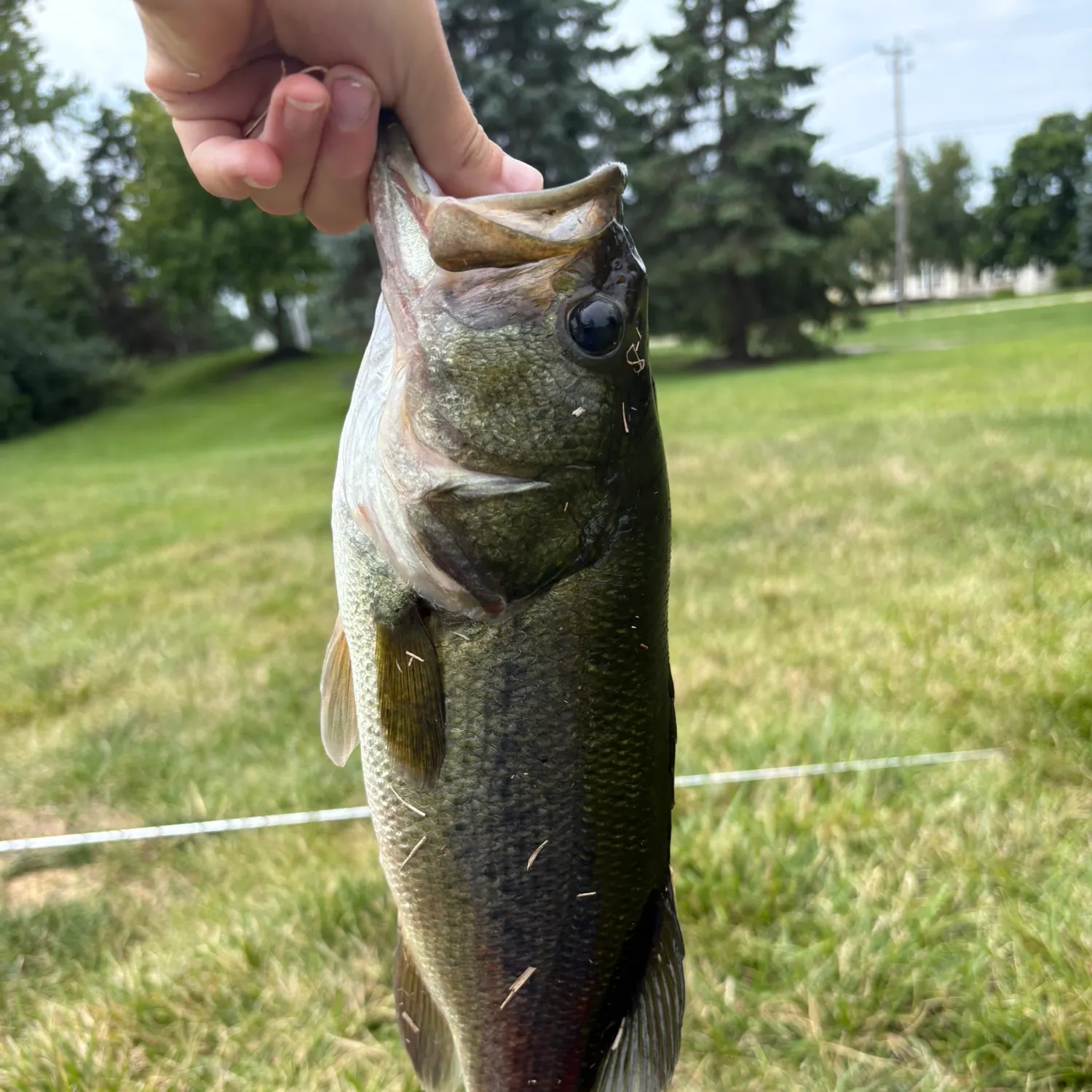 The most recent Spotted bass catches on Fishbrain