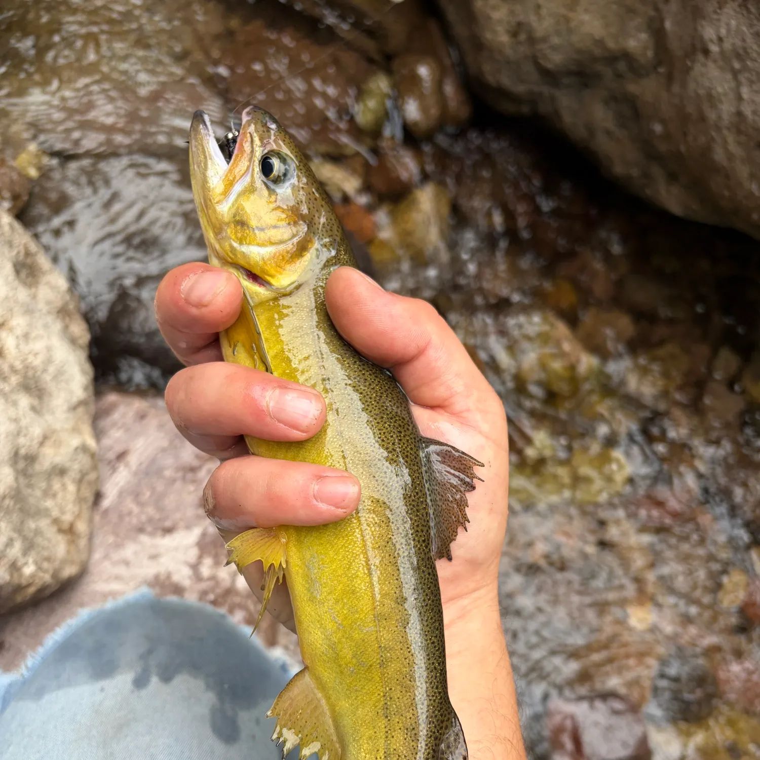 The most recent Gila trout catches on Fishbrain