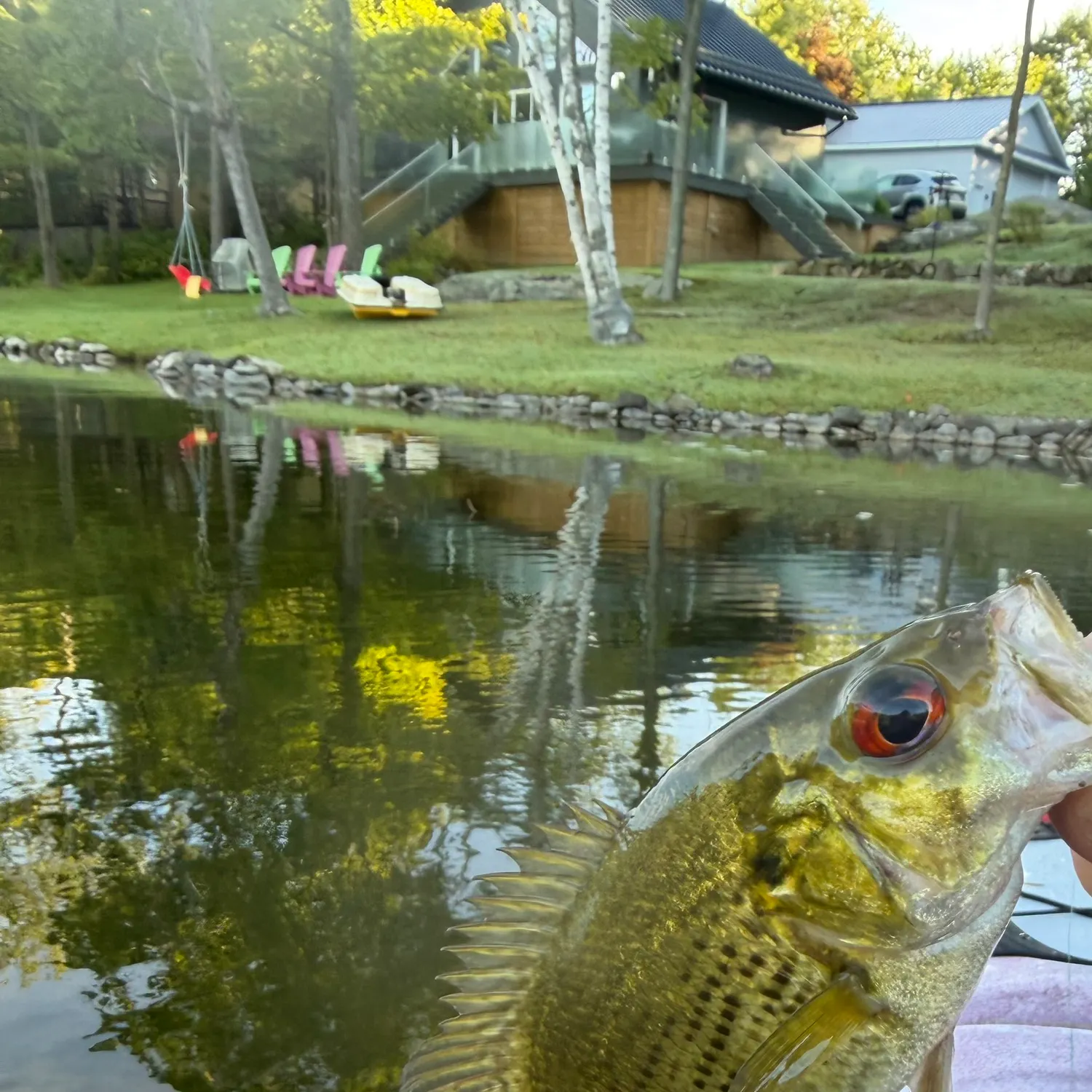 Rock bass caught on Fishbrain