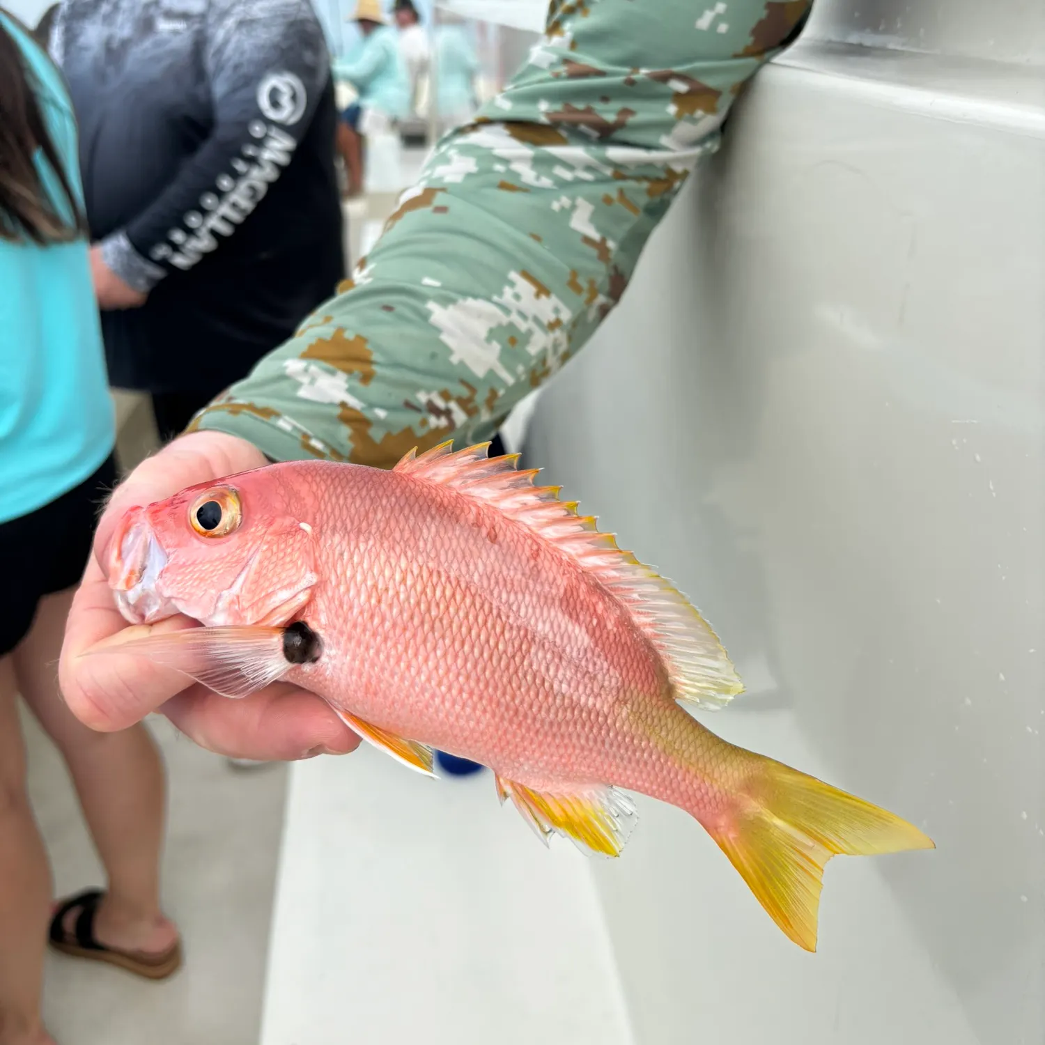 The most recent Blackfin snapper catches on Fishbrain
