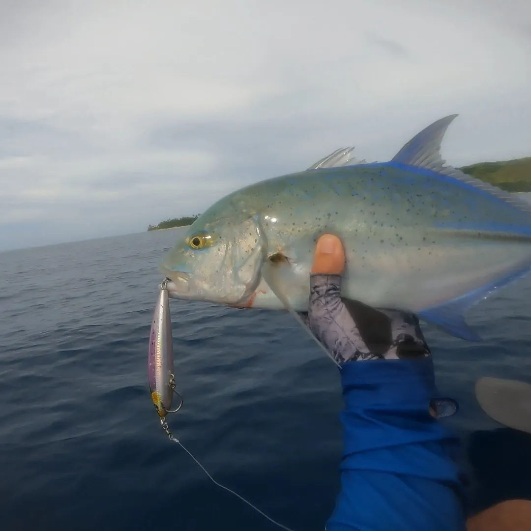 The most popular recent Bluefin trevally catch on Fishbrain