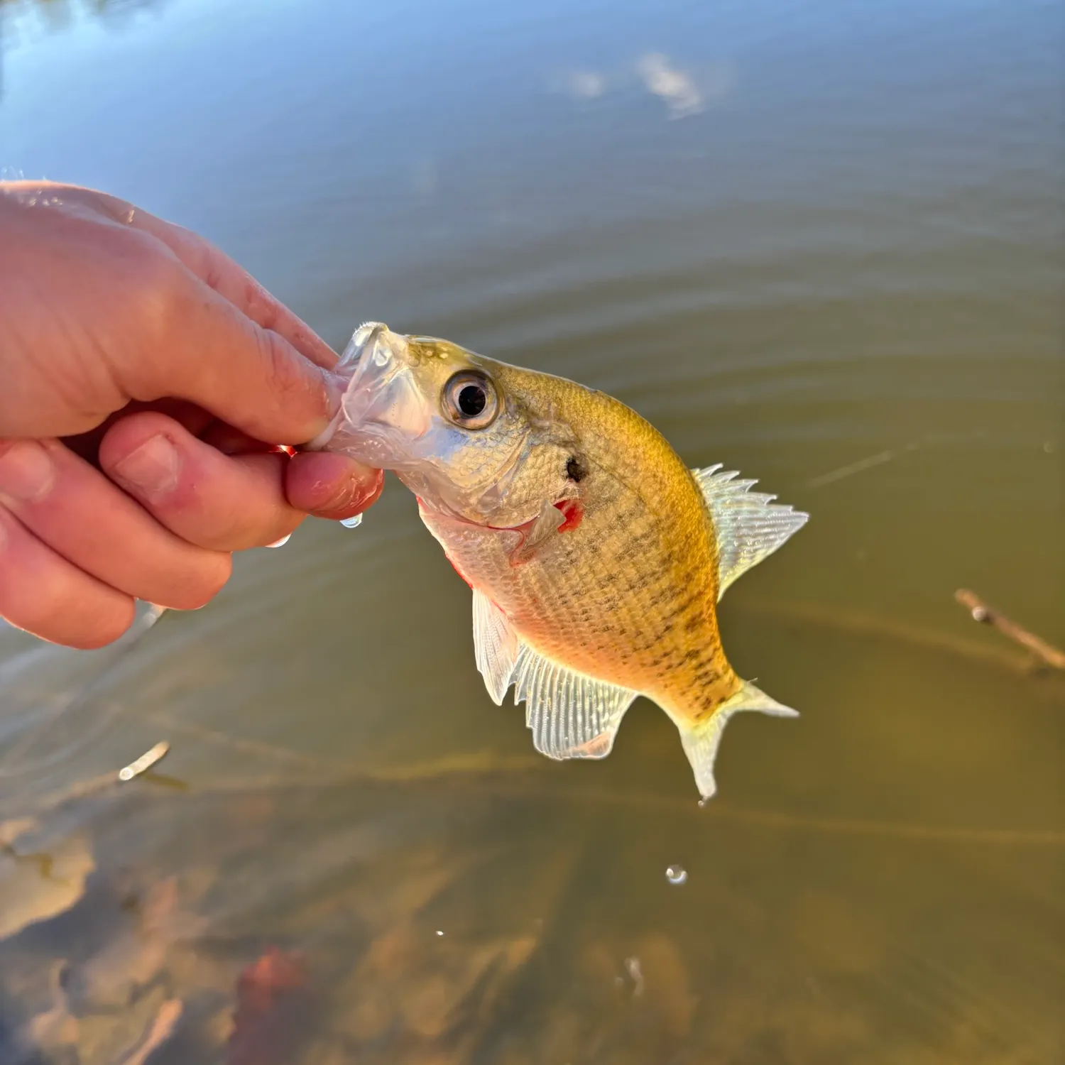 White crappie caught on Fishbrain