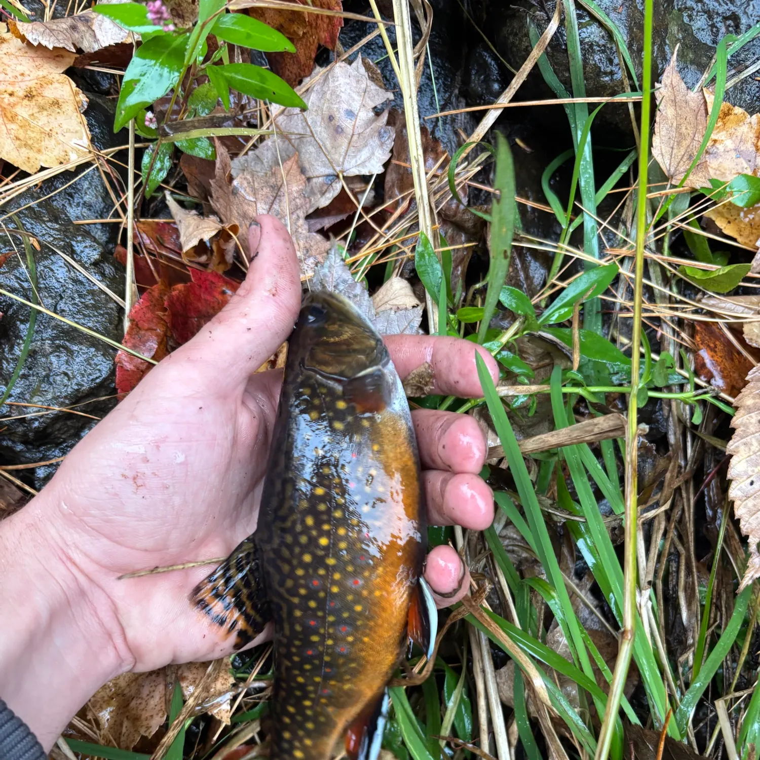 Brook trout caught on Fishbrain