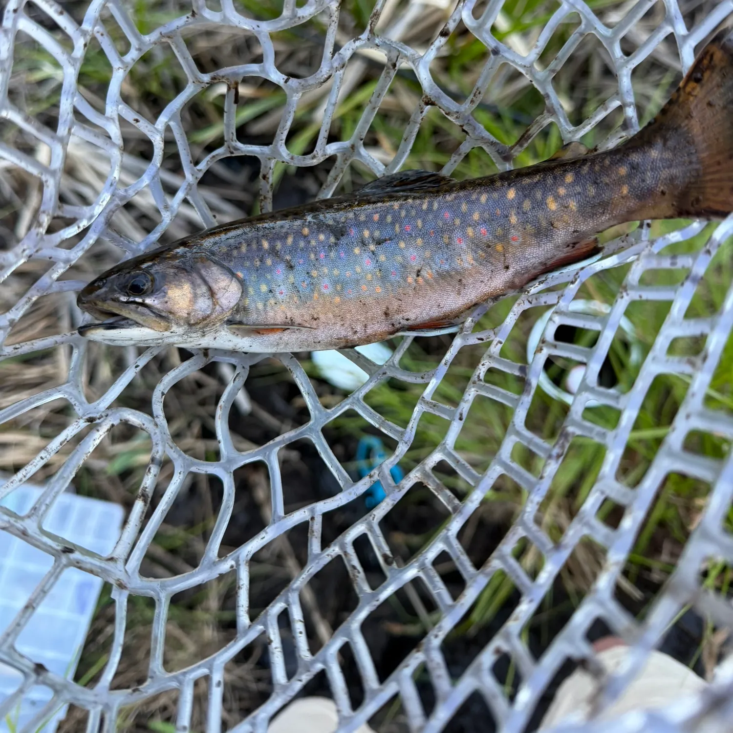 Brook trout caught on Fishbrain