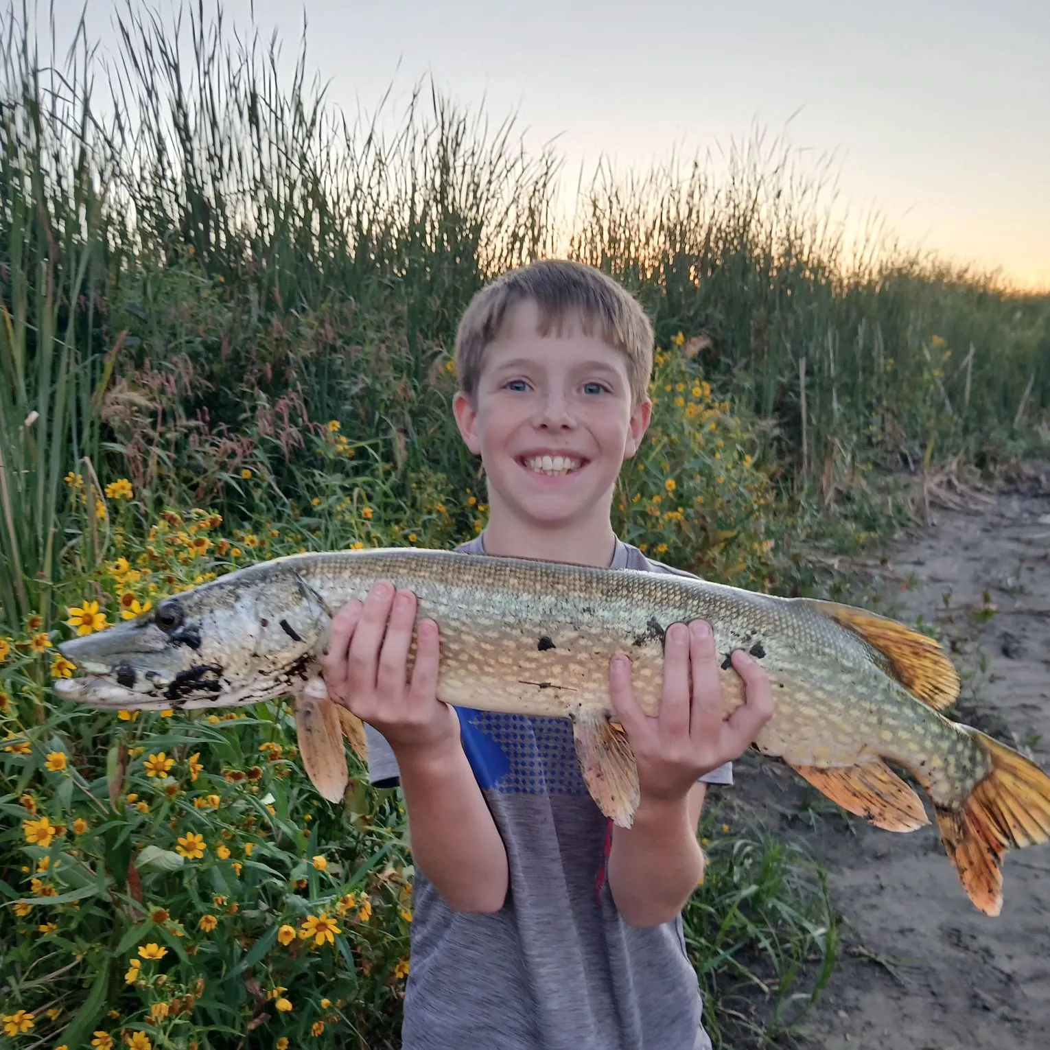 Northern pike caught on Fishbrain