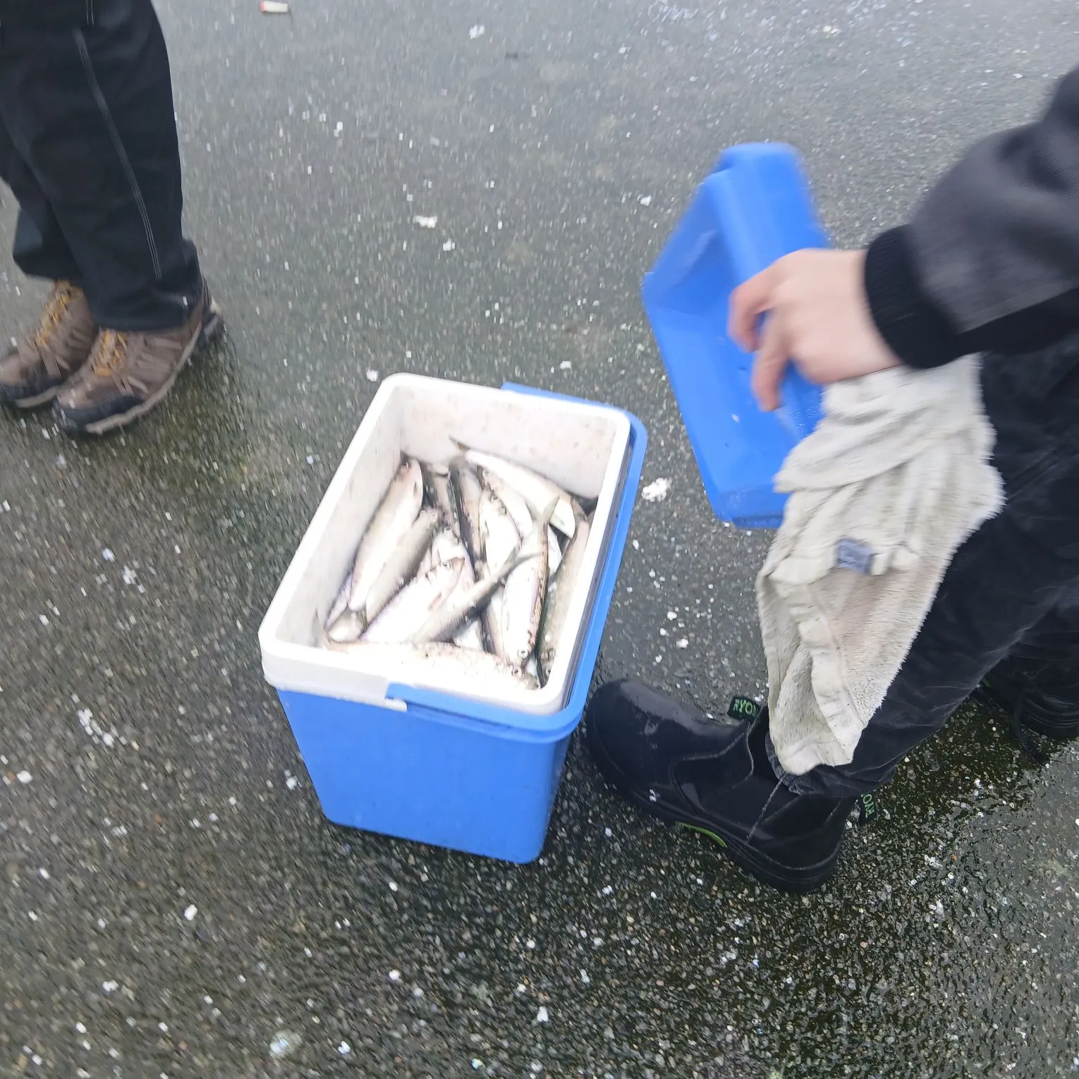 The most recent Atlantic herring catches on Fishbrain