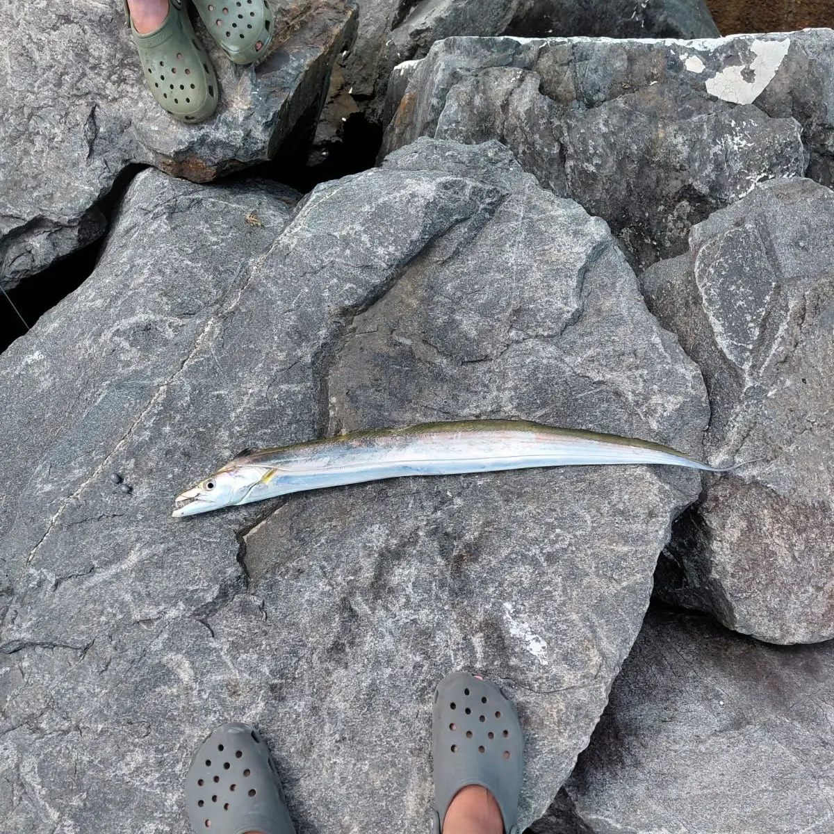 The most recent Silver scabbardfish catches on Fishbrain