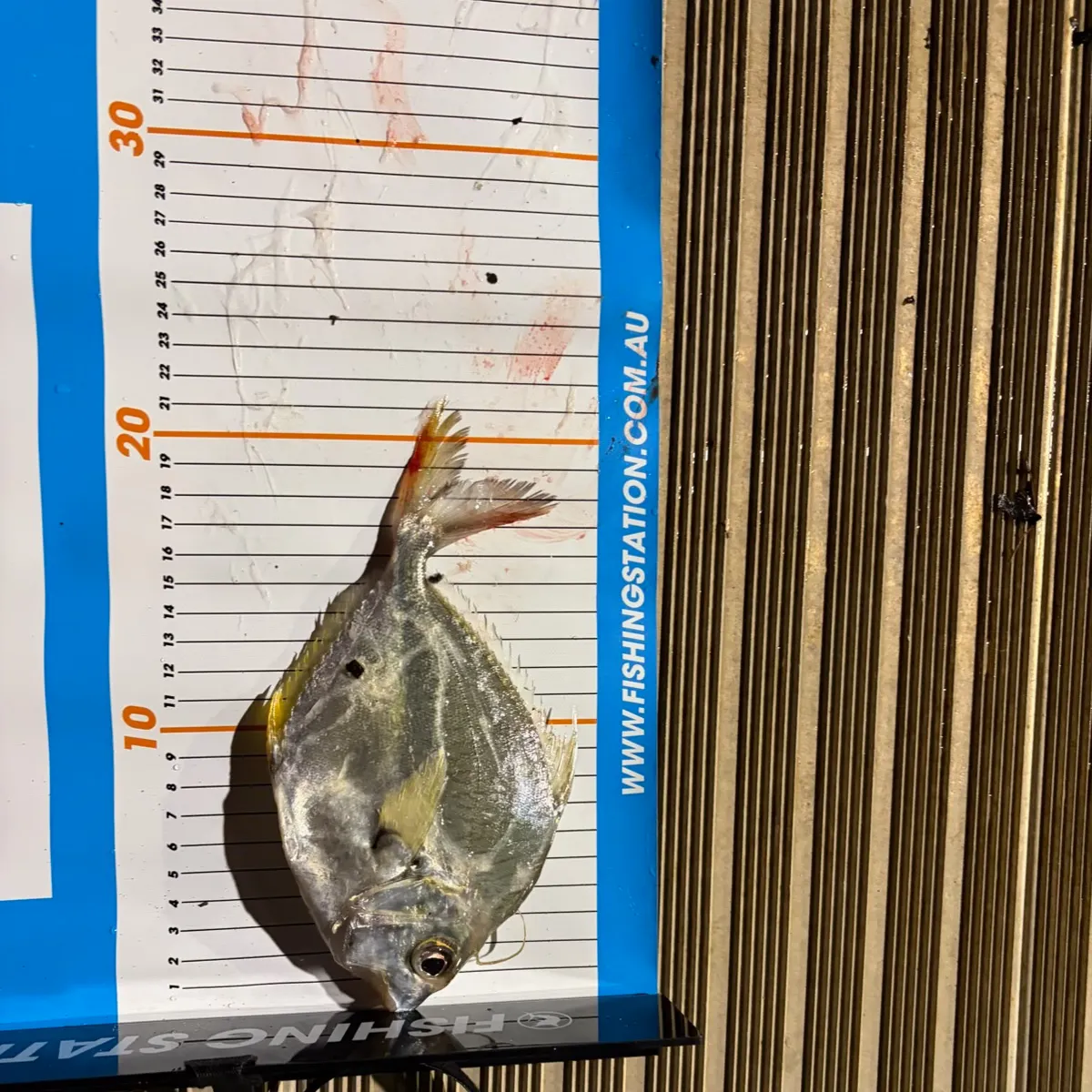 The most recent Common ponyfish catches on Fishbrain