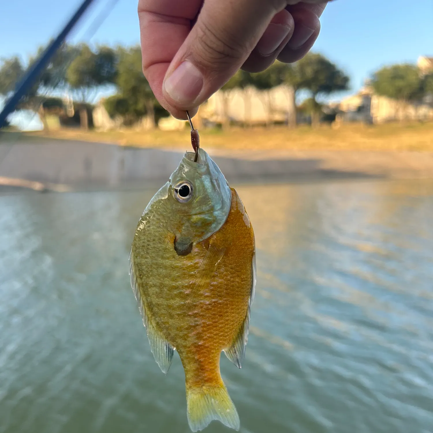 Bluegill caught on Fishbrain