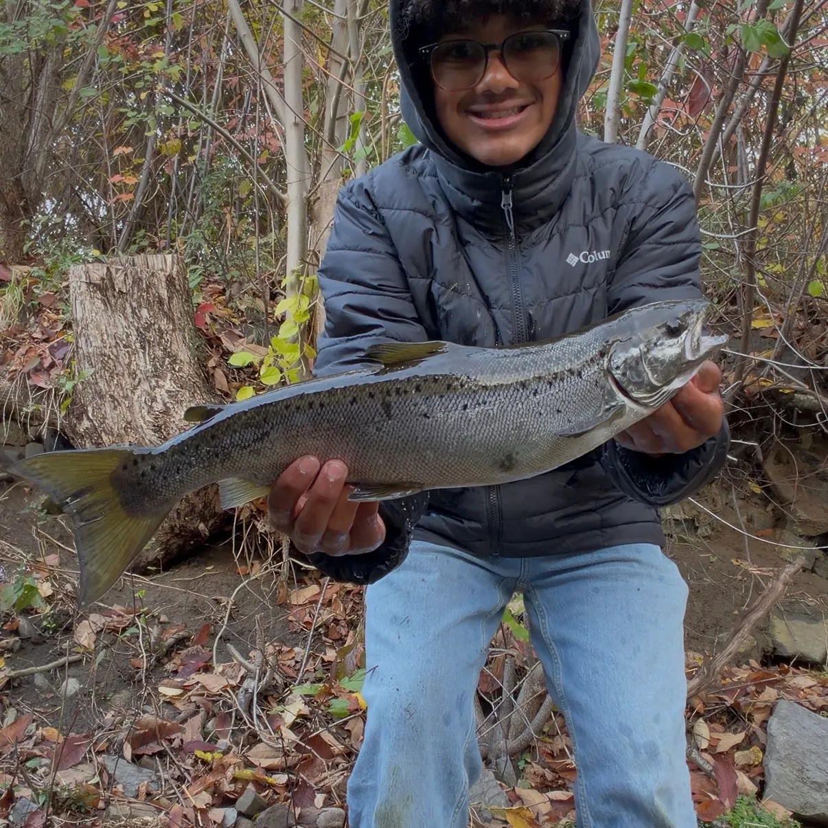 The most recent Landlocked atlantic salmon catches on Fishbrain