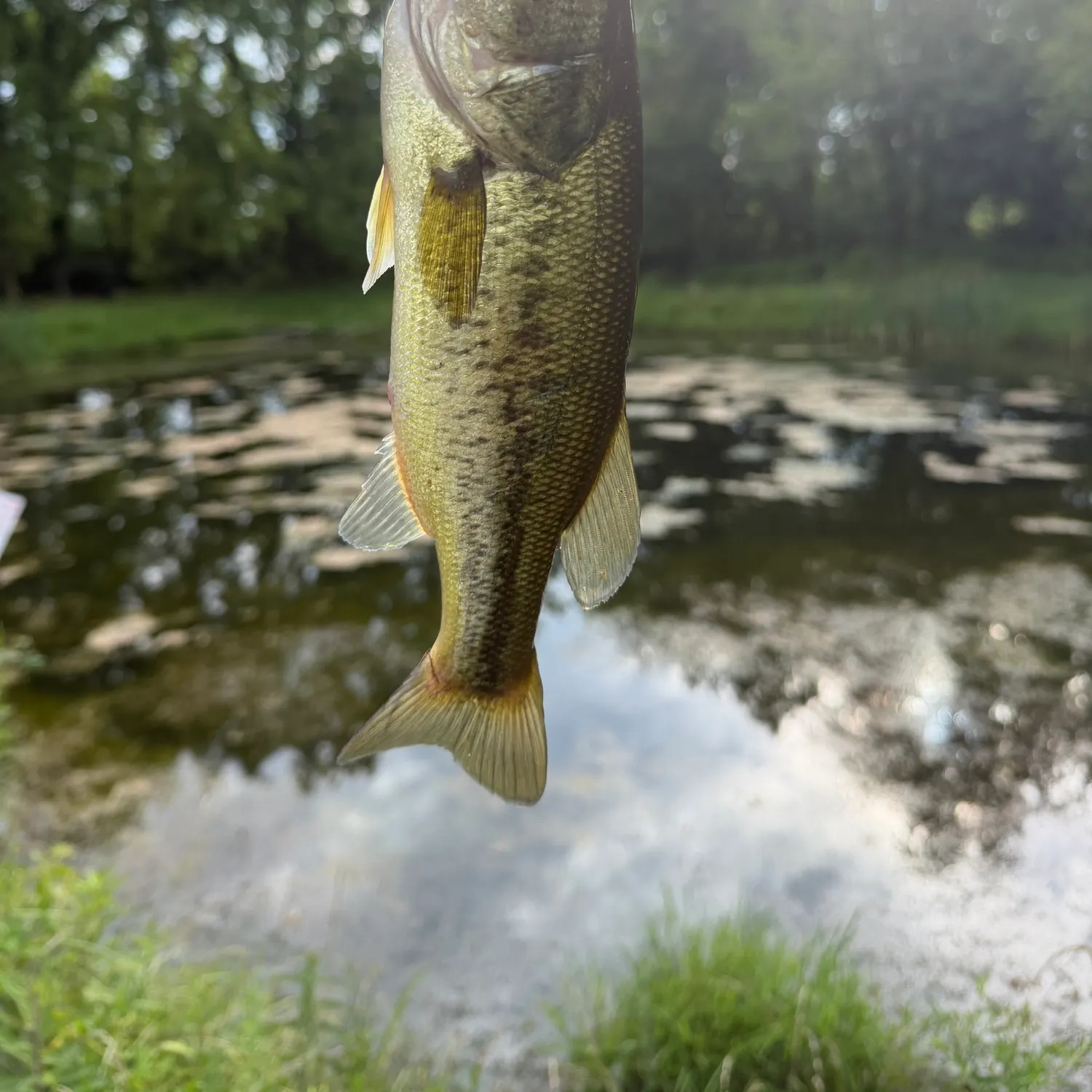Largemouth bass caught on Fishbrain