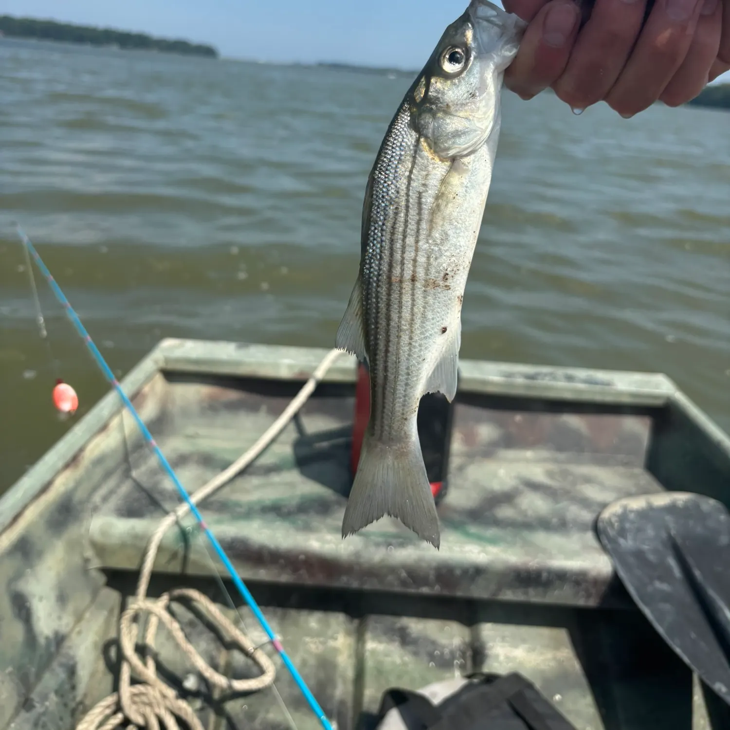 Striped bass caught on Fishbrain