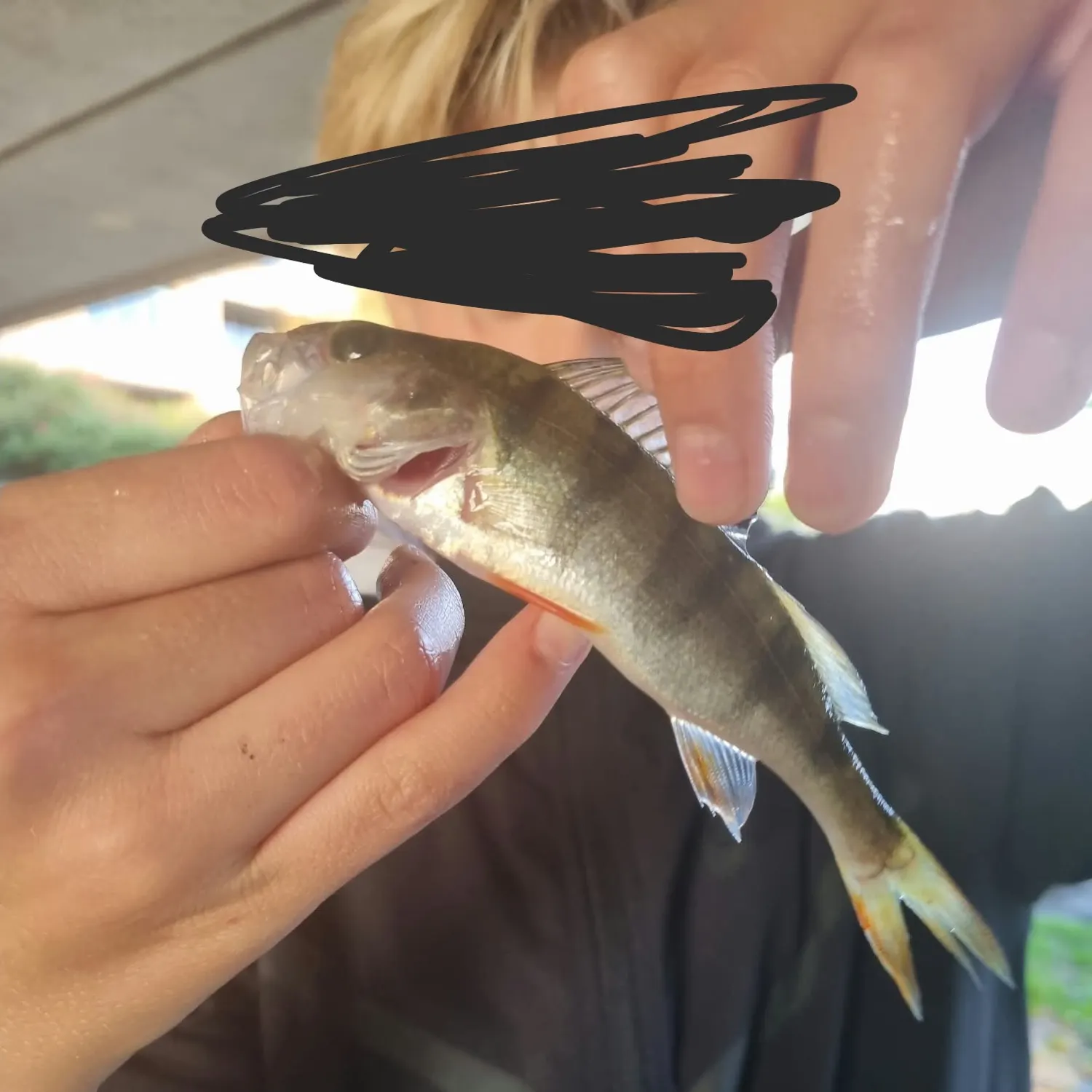 European perch caught on Fishbrain