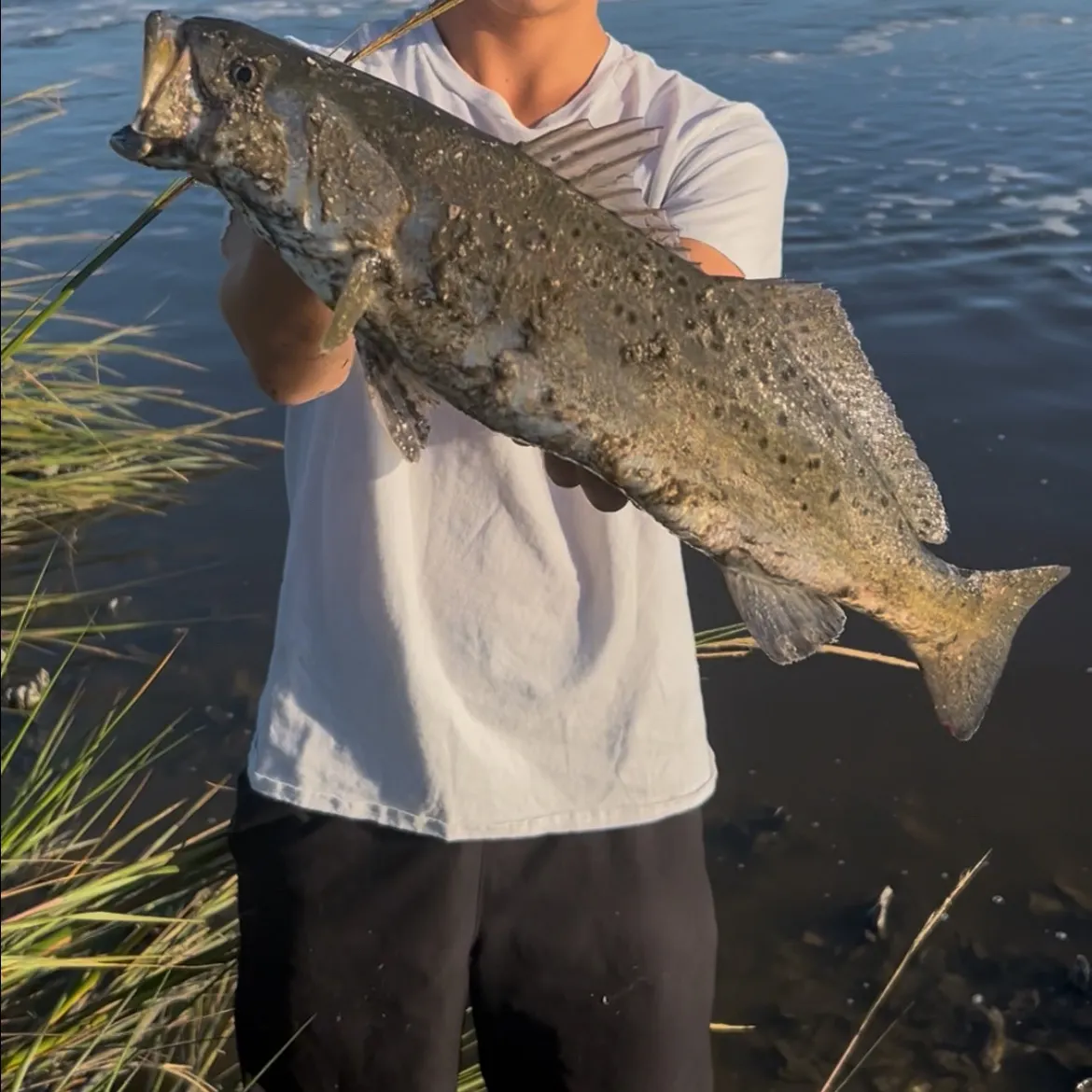 The most recent Spotted seatrout catches on Fishbrain