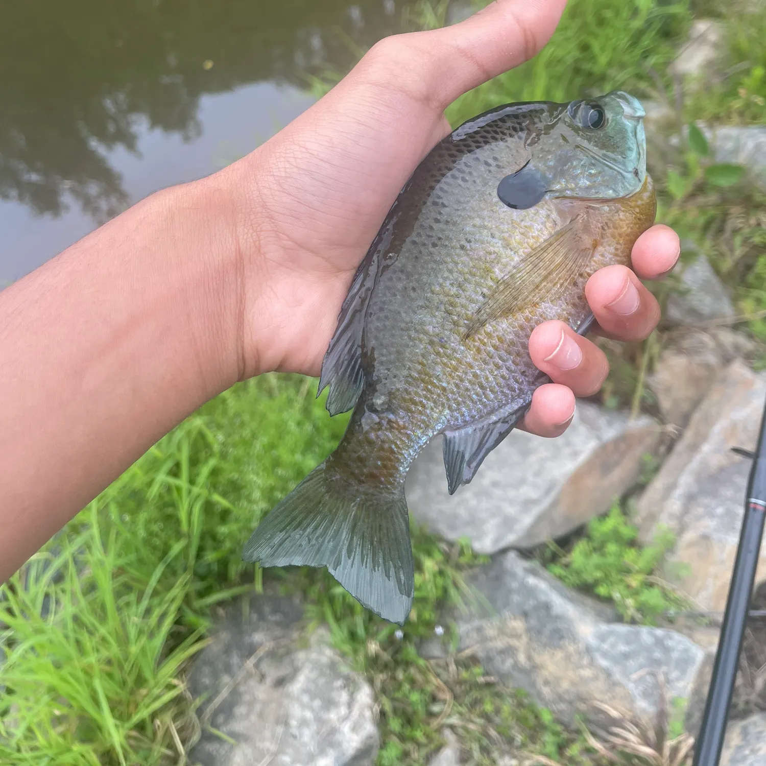 angler catch