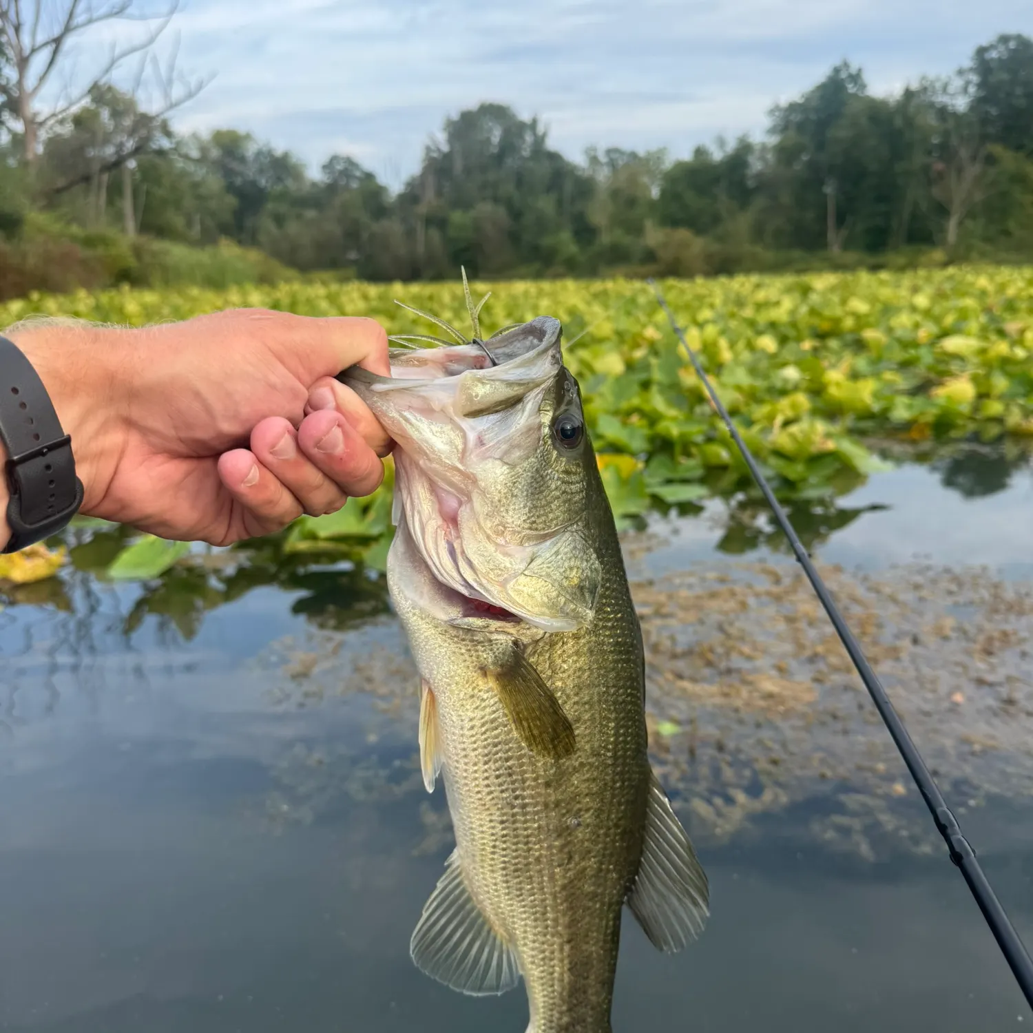 Largemouth bass caught on Fishbrain