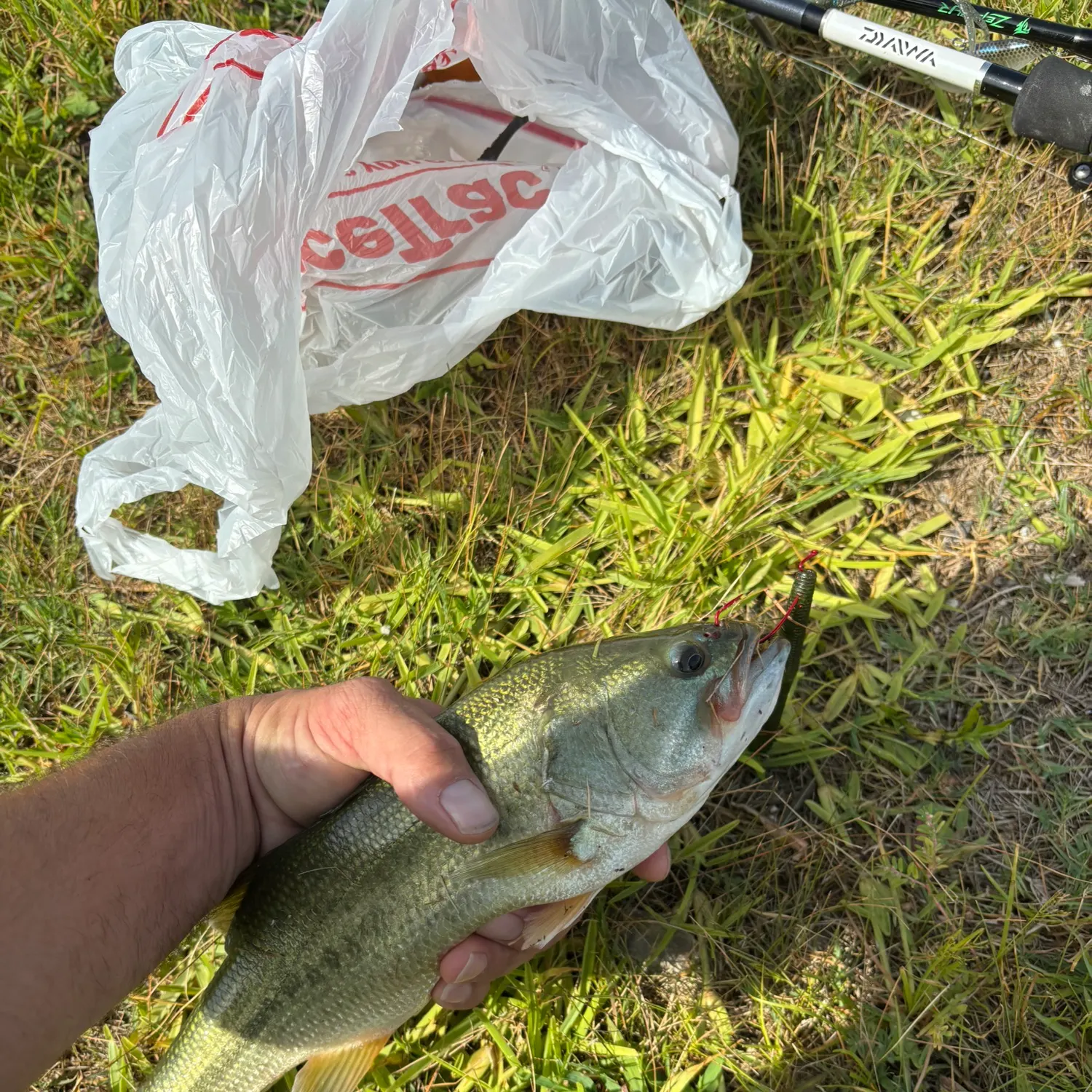 Largemouth bass caught on Fishbrain