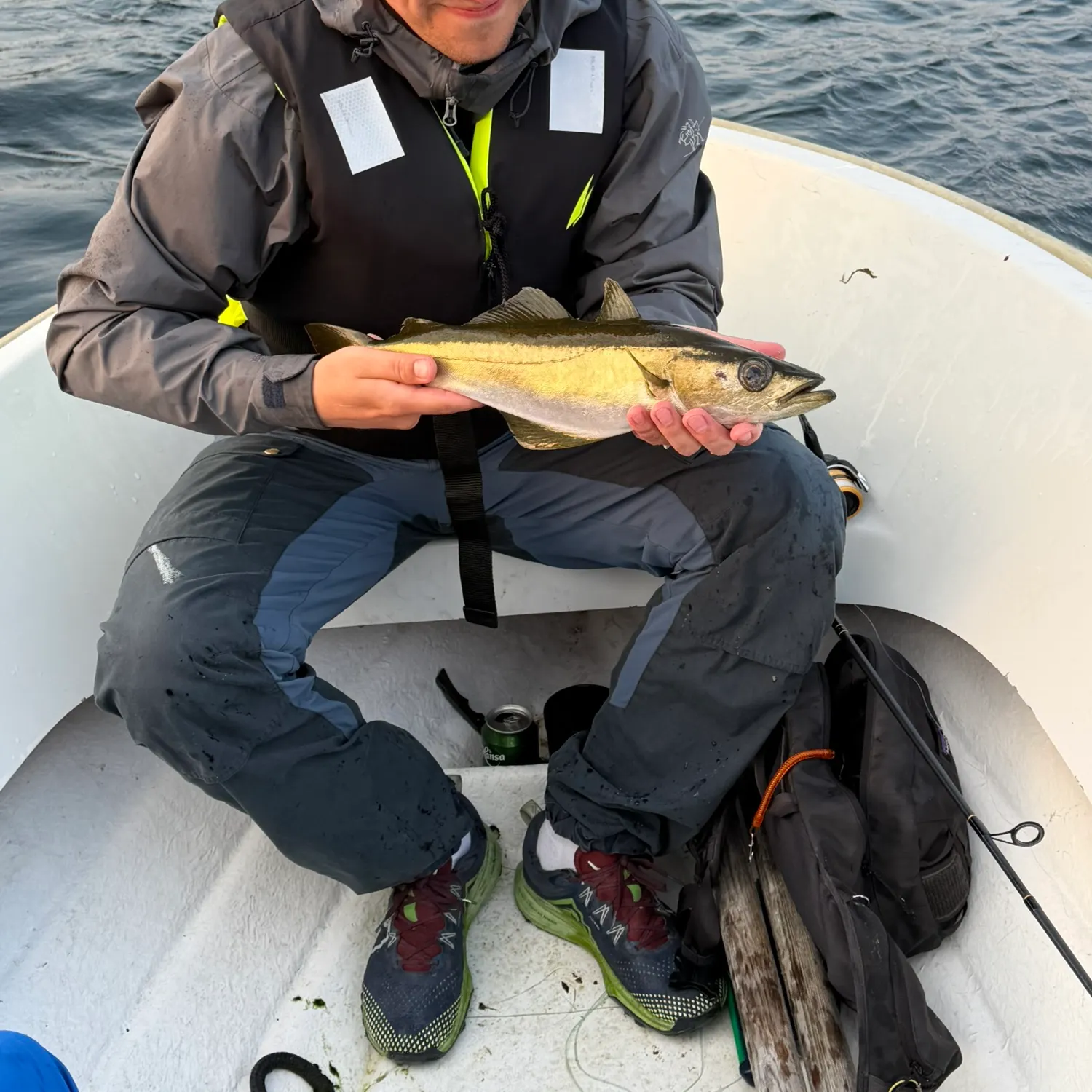 The most recent Pollack catches on Fishbrain
