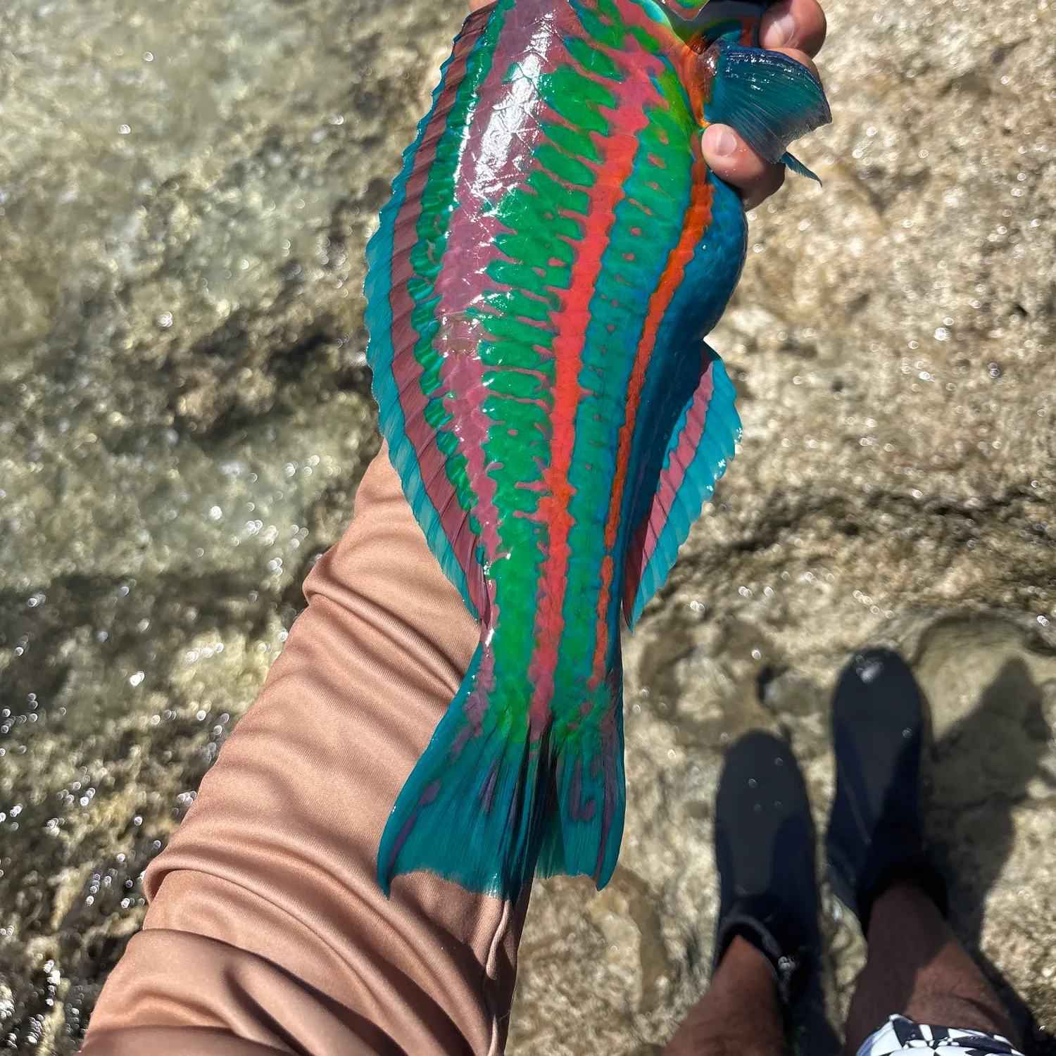 The most recent Surge wrasse catches on Fishbrain