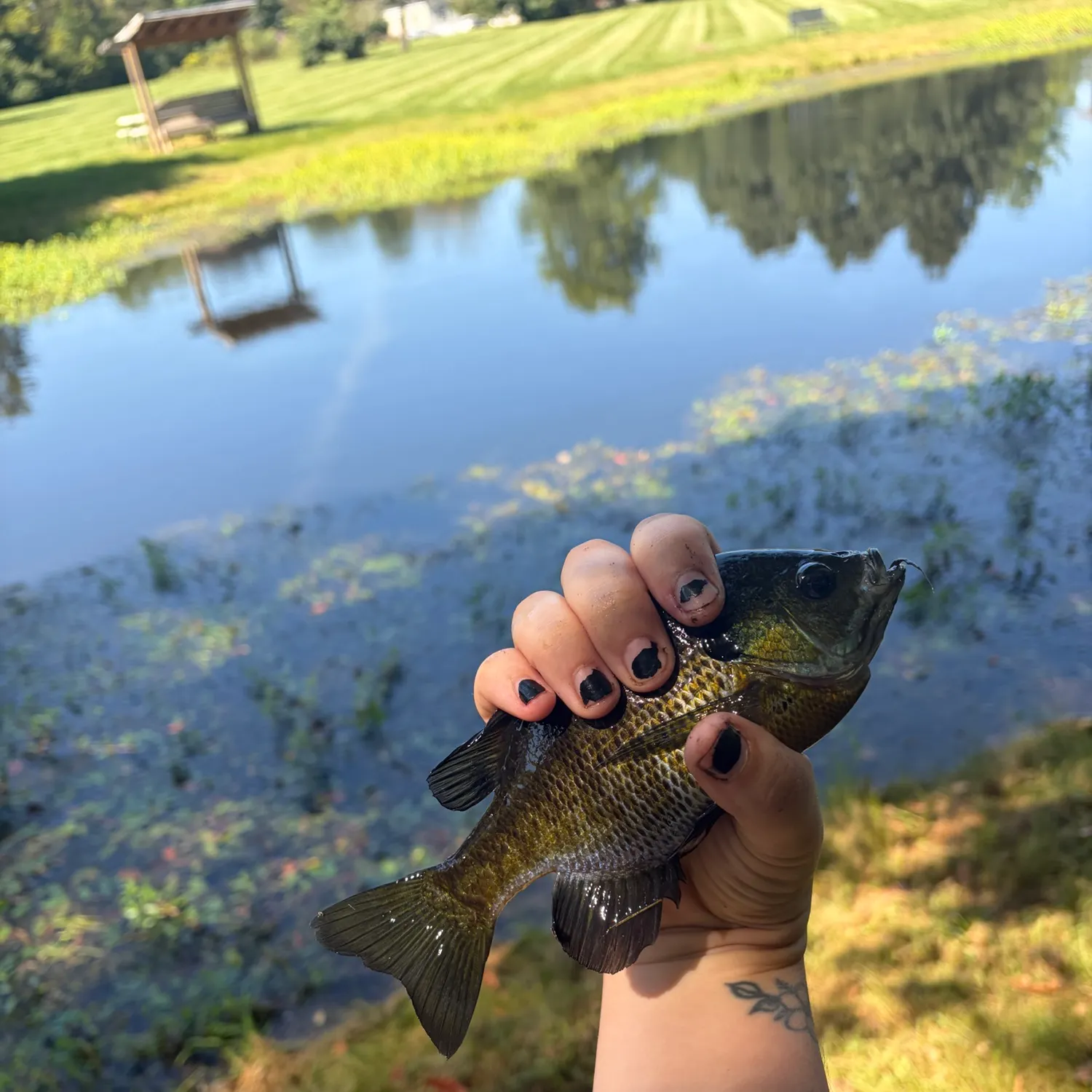 Bluegill caught on Fishbrain