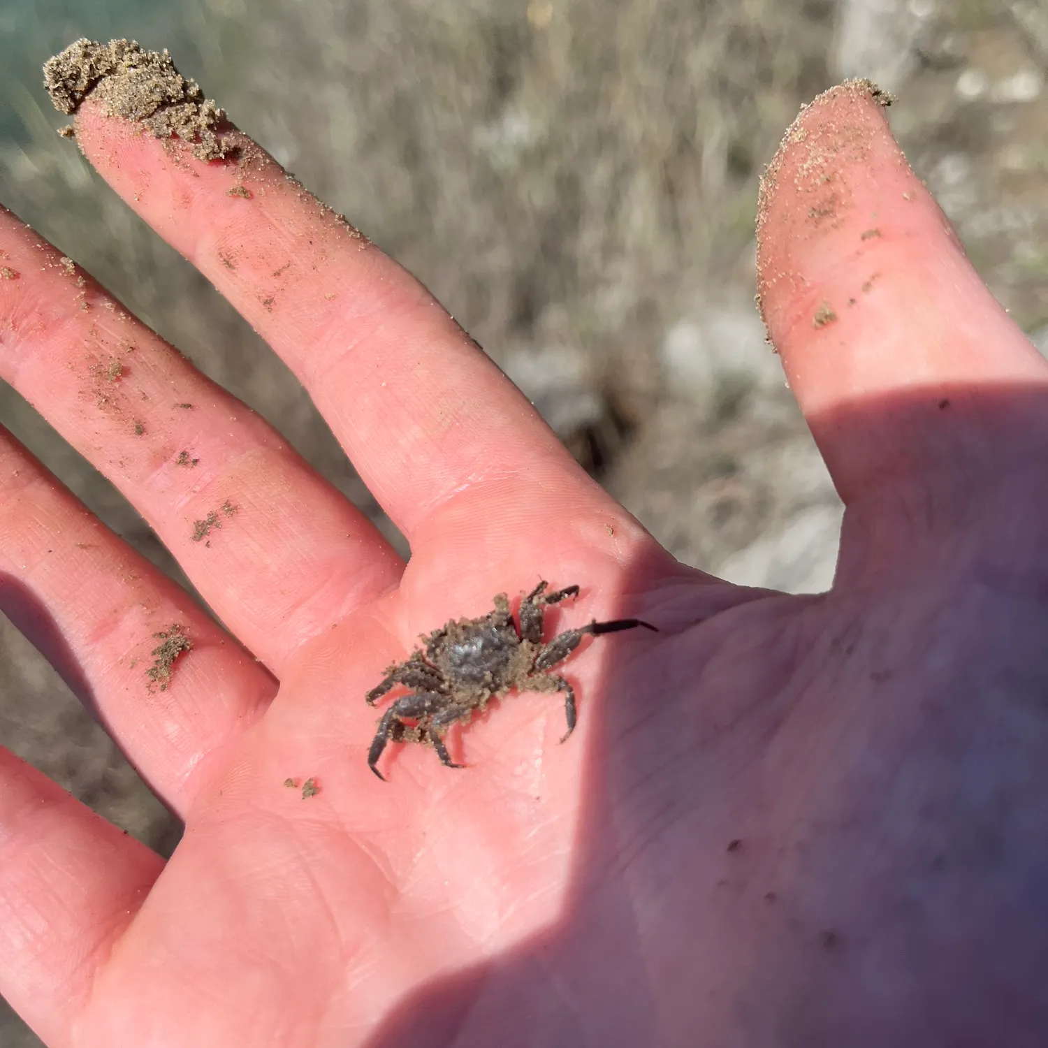 The most recent Green crab catches on Fishbrain