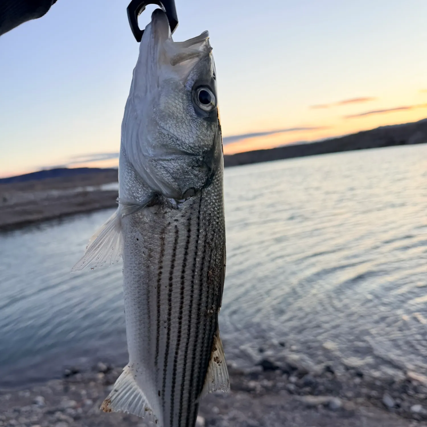 The most recent Striped bass catches on Fishbrain