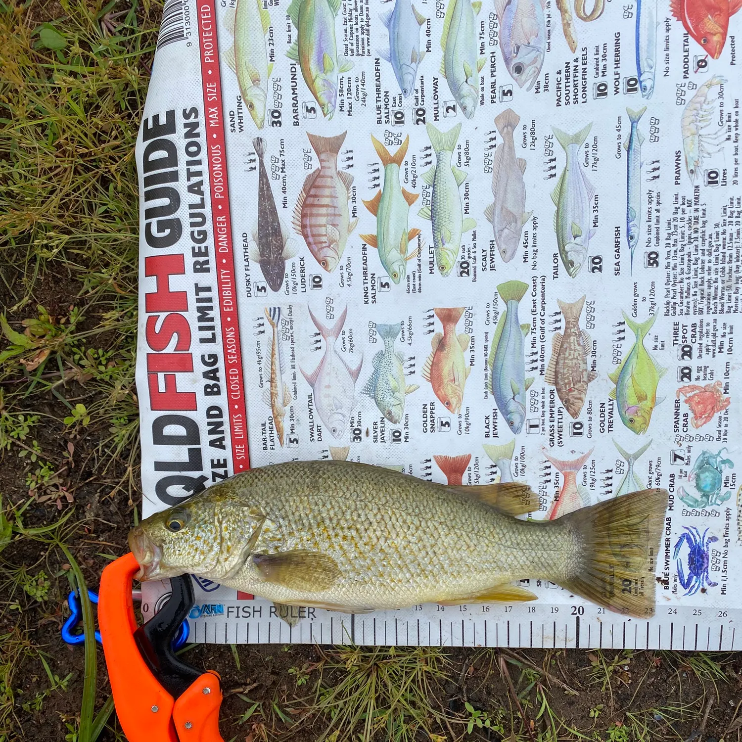 The most recent Spangled perch catches on Fishbrain