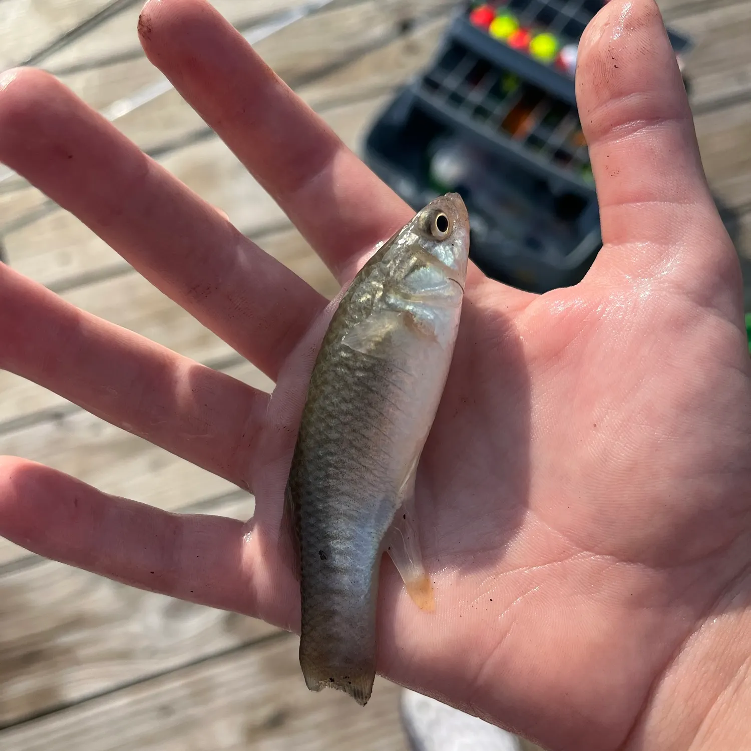 The most recent Spotted seabass catches on Fishbrain