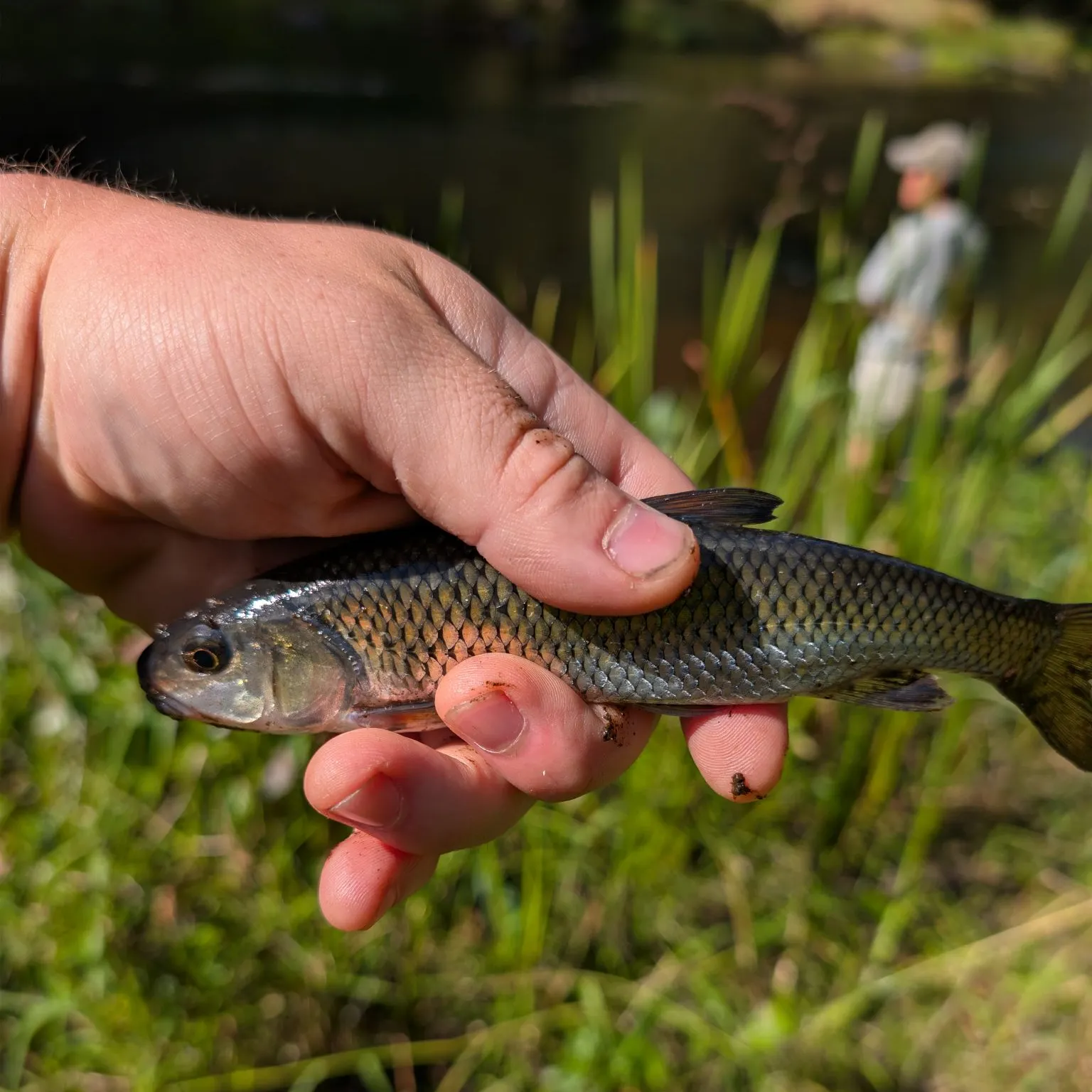 Fallfish caught on Fishbrain