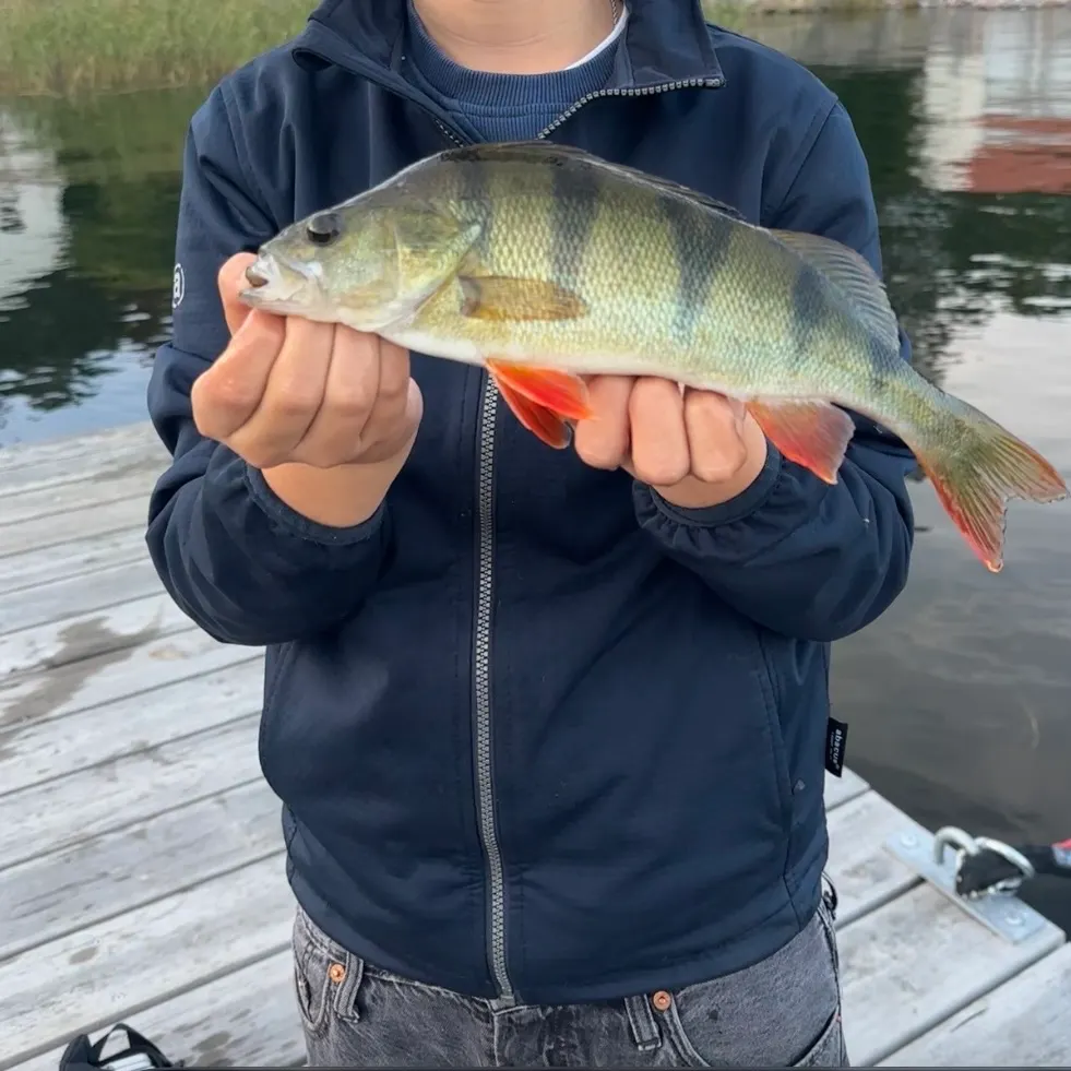 European perch caught on Fishbrain