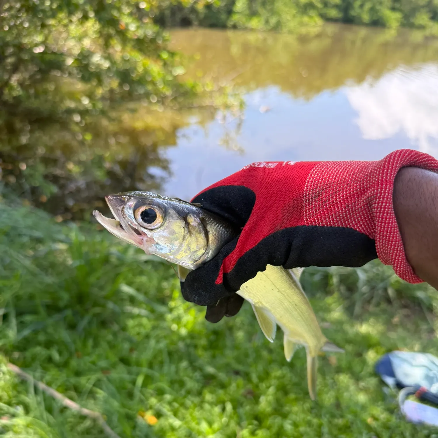 Ladyfish caught on Fishbrain
