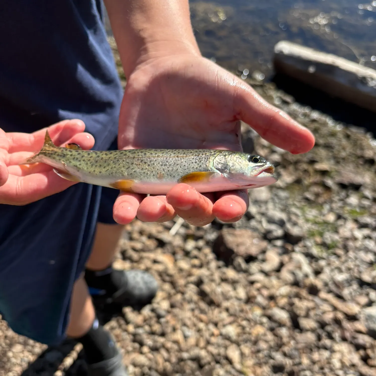 Brook trout caught on Fishbrain